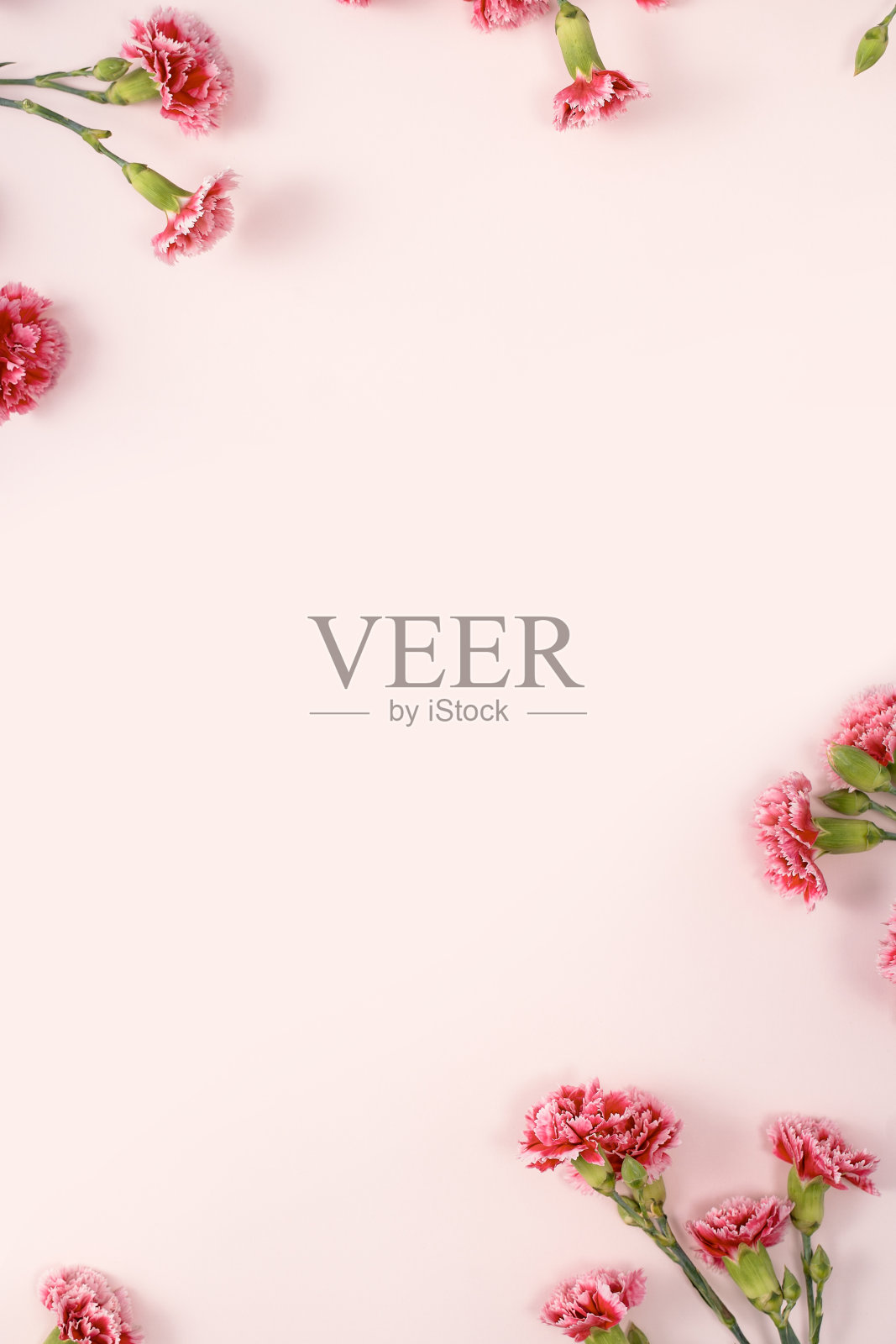 以粉红色的桌子为背景，以康乃馨花束作为母亲节节日问候的设计理念照片摄影图片