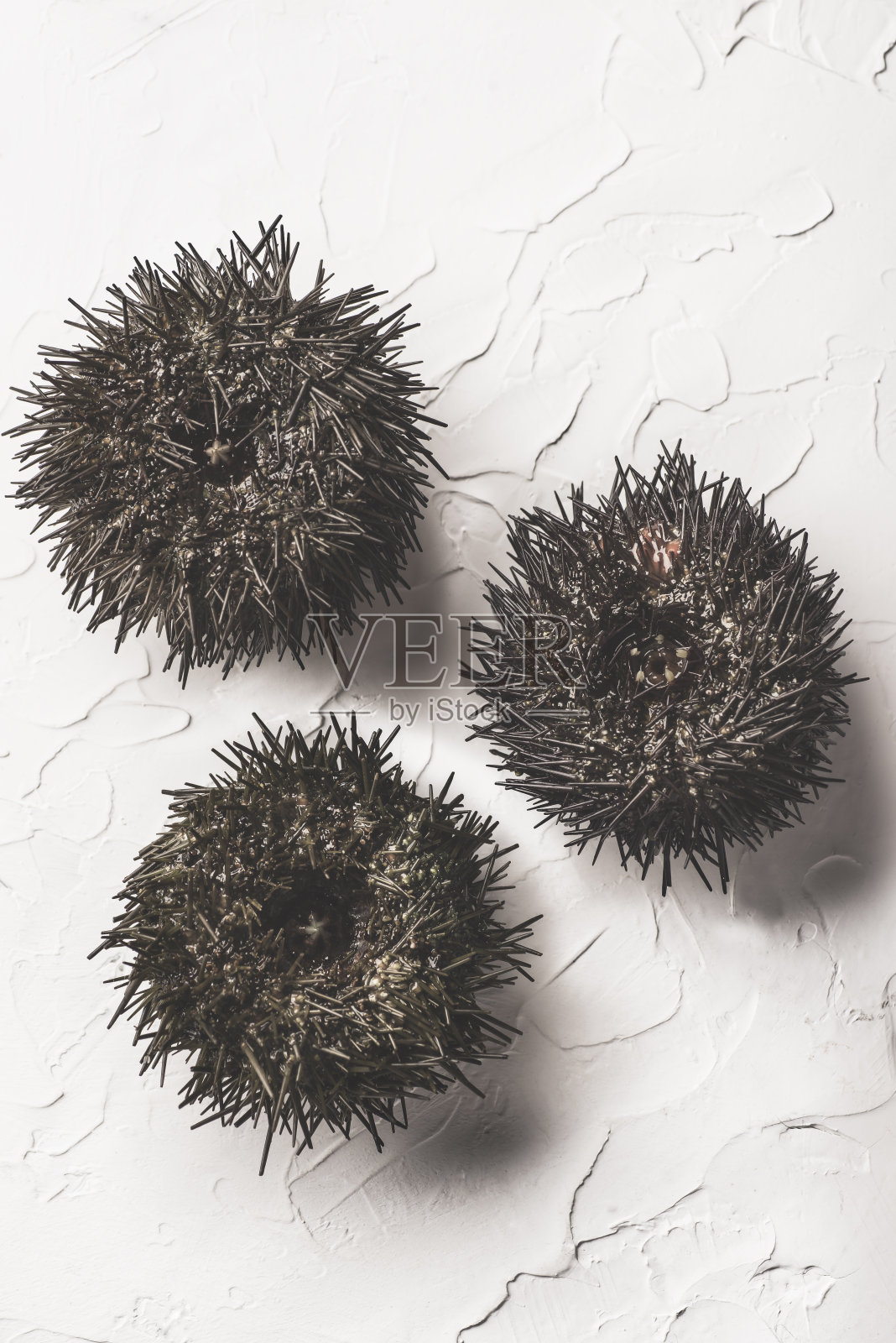 新鲜的海胆(ricci di mare)，未开封的贝壳上的白色背景，特写，宏观。来自意大利南部和西班牙的美味海鲜。自然的纹理照片摄影图片