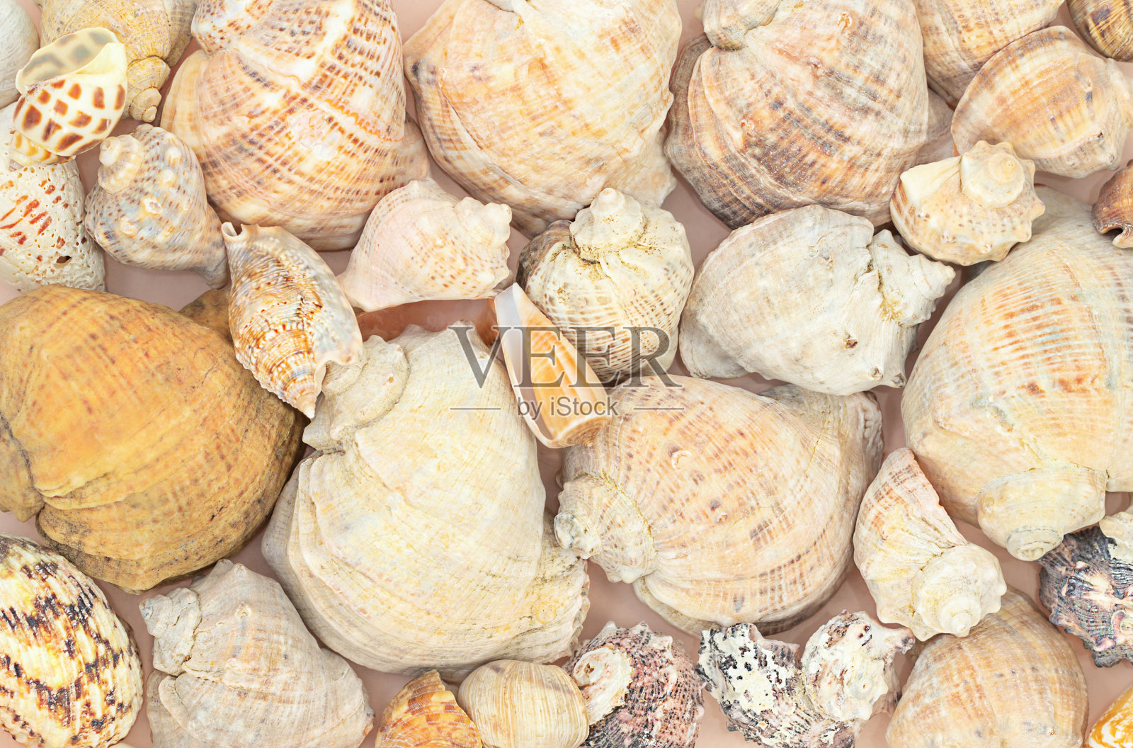 海贝背景照片摄影图片