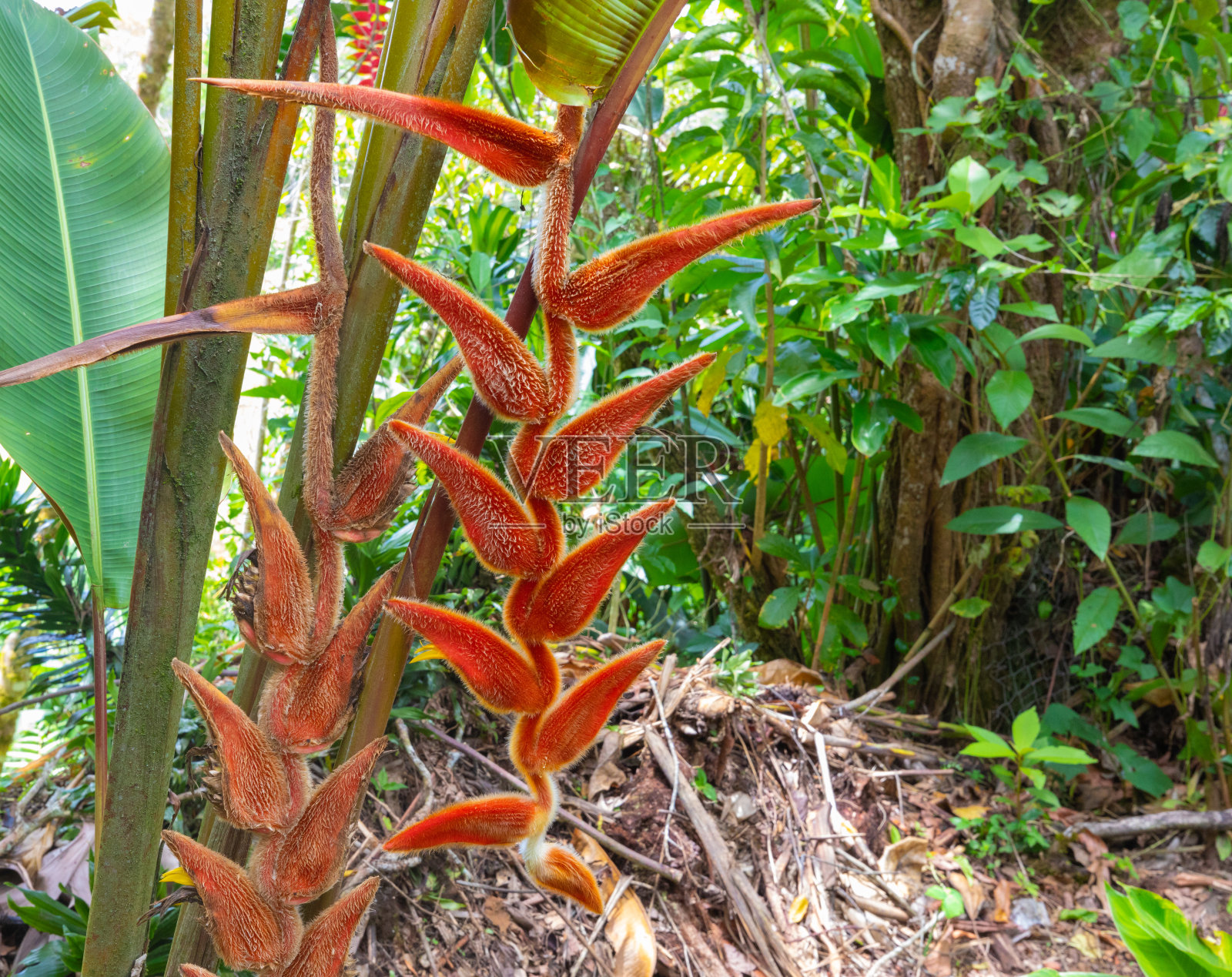 哥斯达黎加，丛林中的多毛海葵照片摄影图片