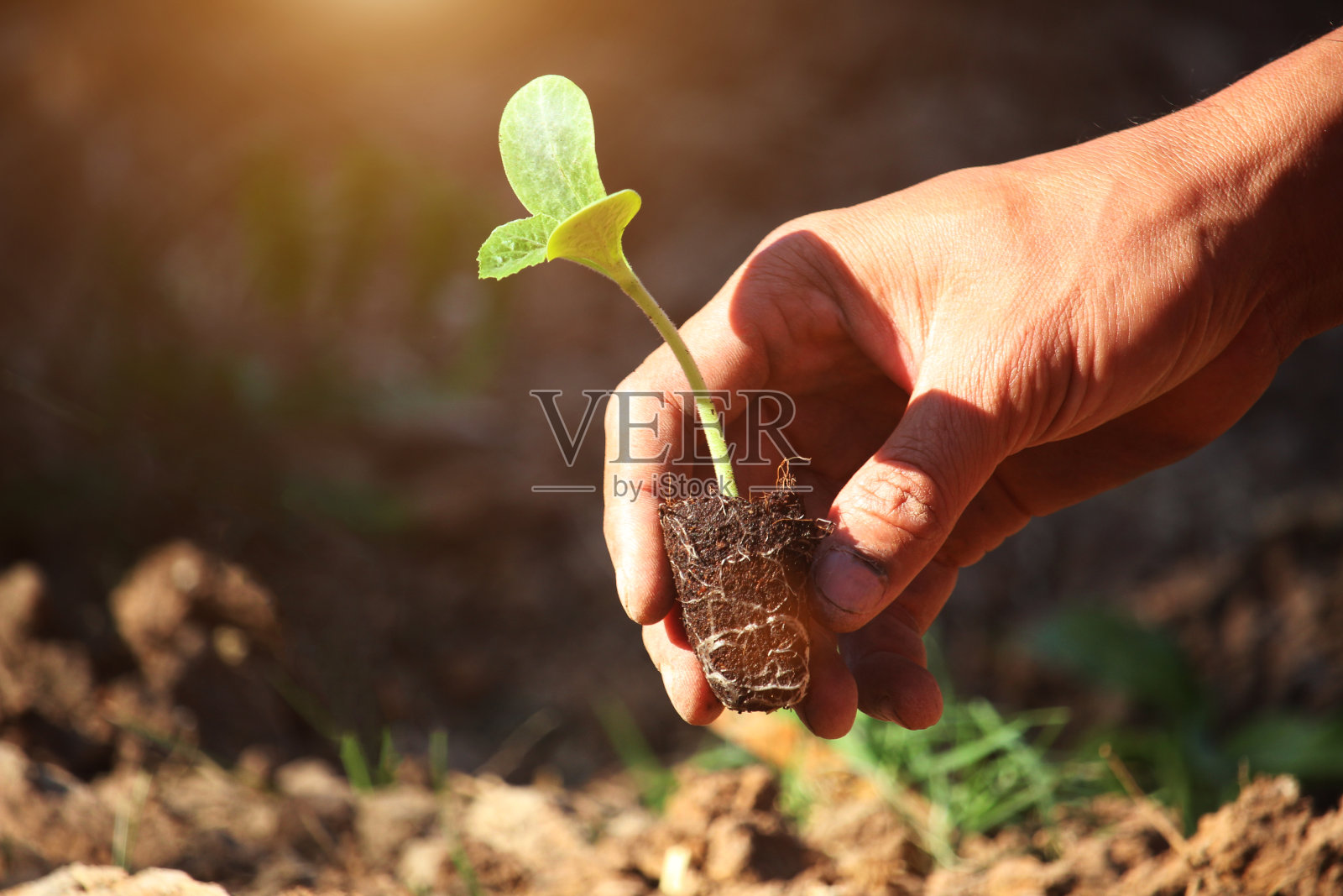 一个男人的手在土壤中播种幼苗的特写照片摄影图片
