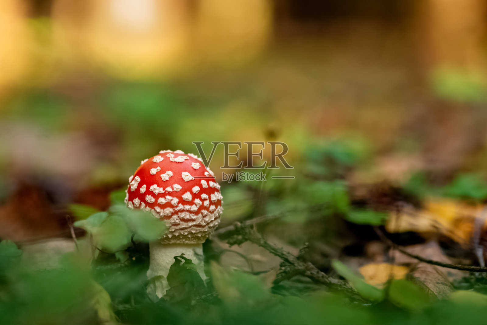 鹅膏菌生长在森林中干燥的落叶间，红帽白斑。危险的有毒蘑菇照片摄影图片