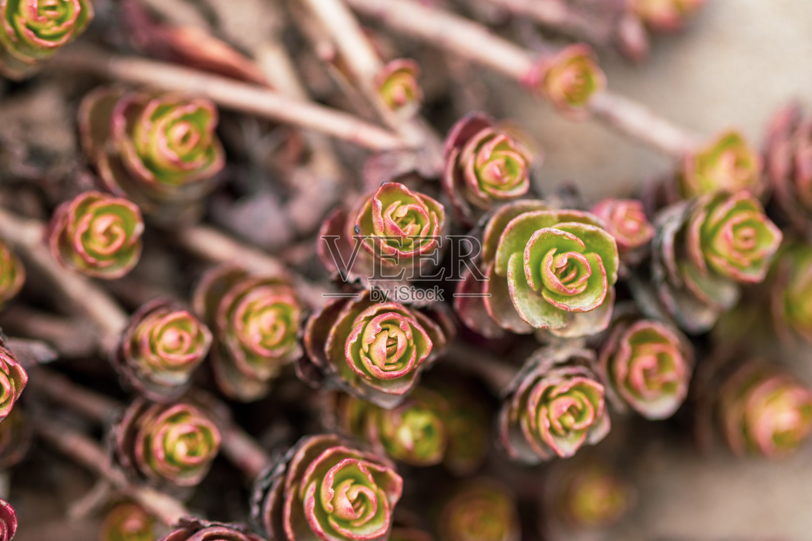 花园中植物的特写照片摄影图片