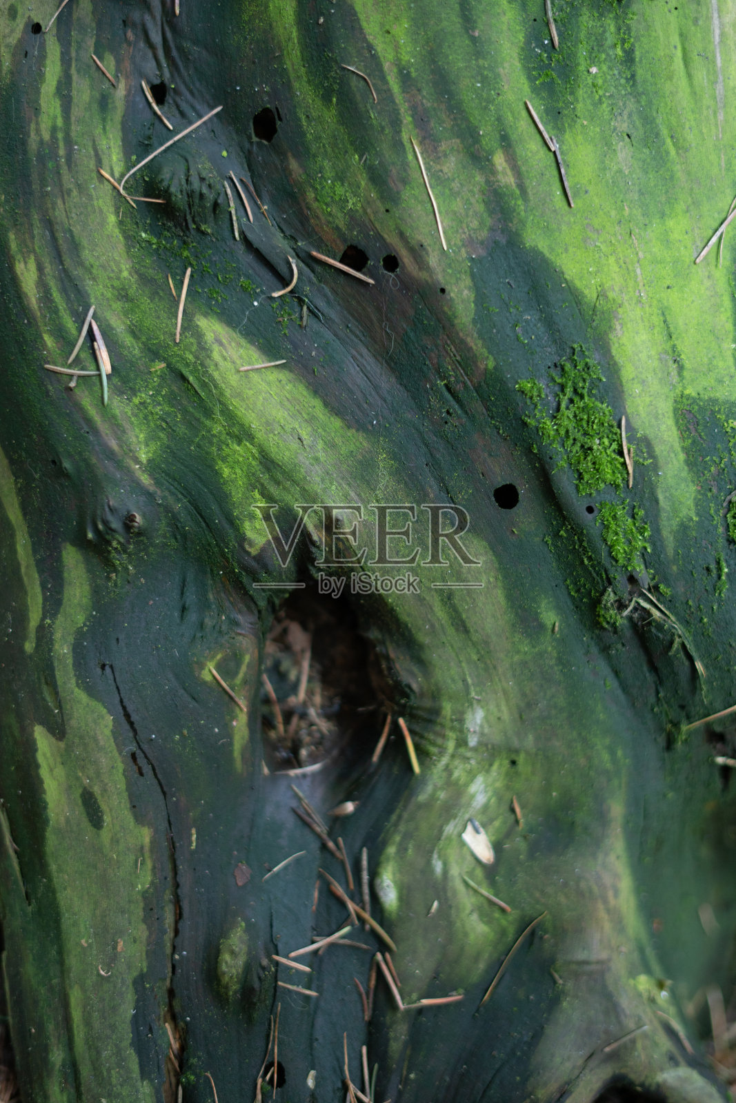 腐烂的松木上长满了青苔。创造性的背景。照片摄影图片