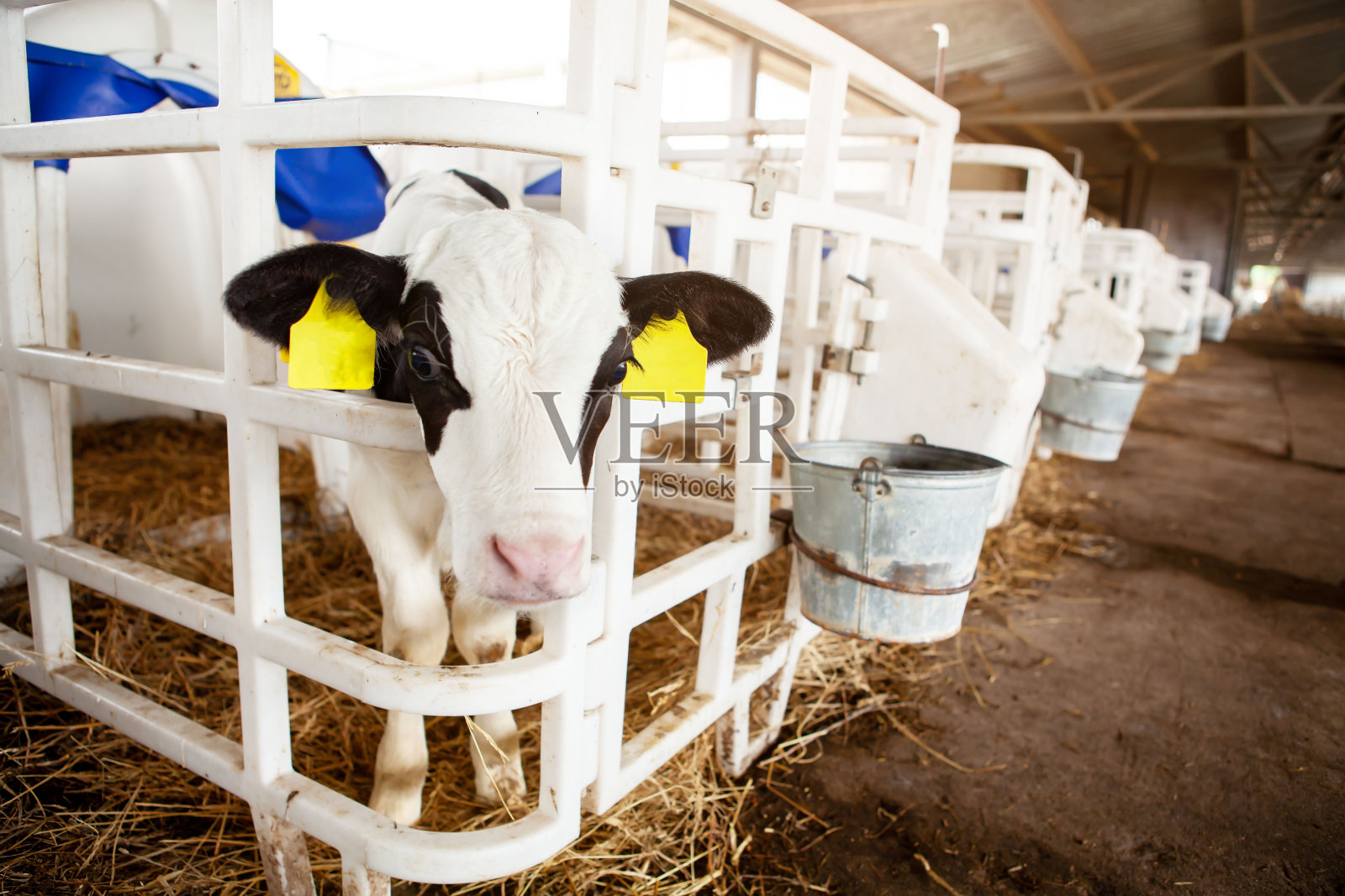 在一个奶牛场的小牛棚里，一只可爱的黑白小牛，从围栏里向外张望。牛奶产量,农业。照片摄影图片