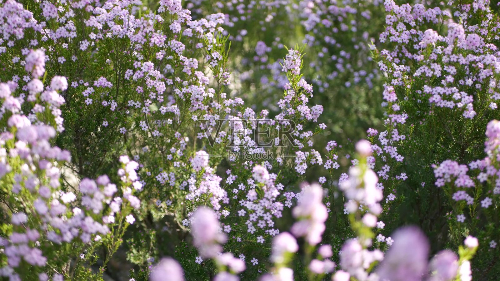 五彩纸屑灌木丁香花，美国加利福尼亚。大头菜、布袋薯蓣春天开花。家庭园艺，美式室内装饰植物。春天开花的自然植物气氛照片摄影图片