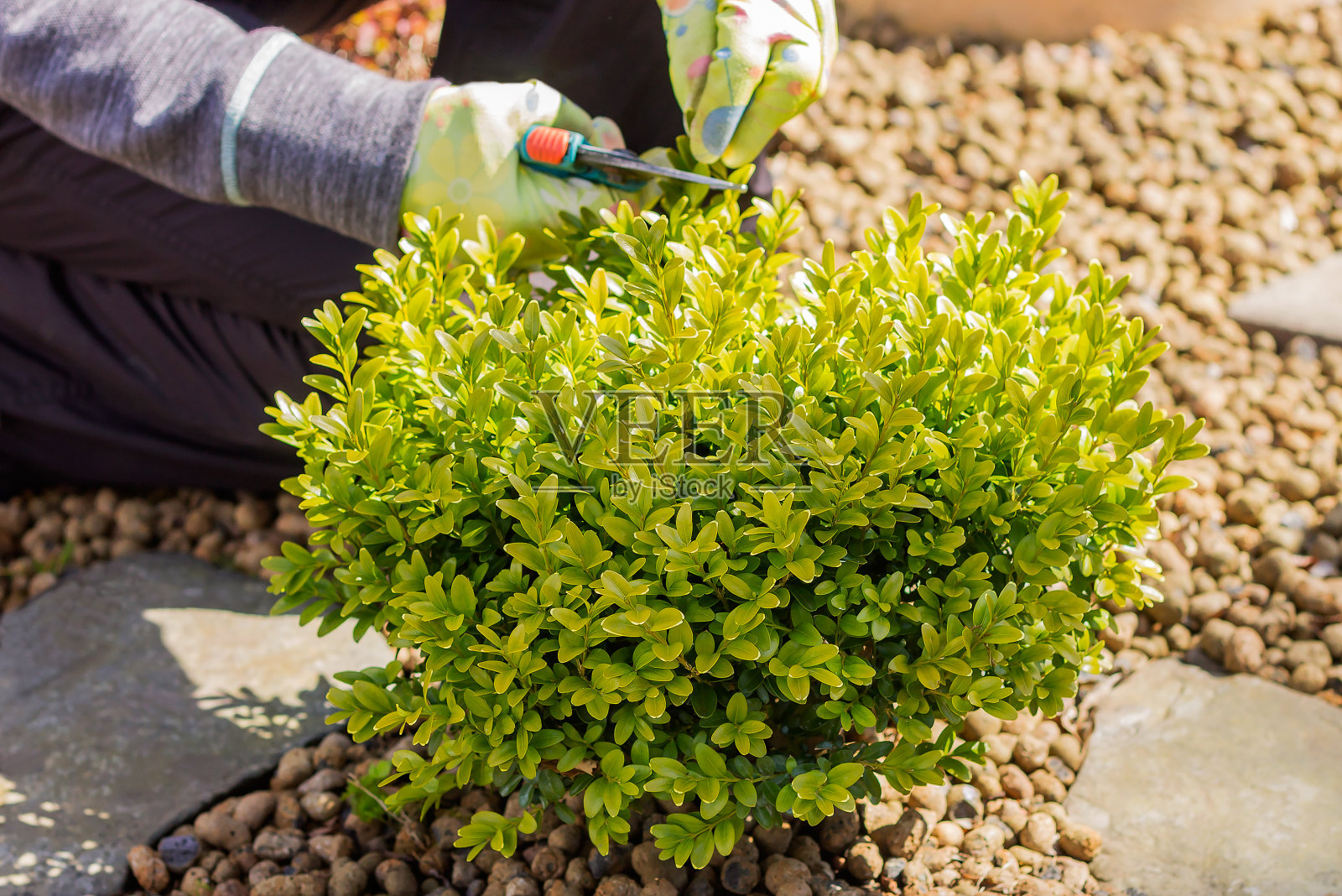 在花园里用修枝机修剪多年生植物。积极的休闲活动。照片摄影图片