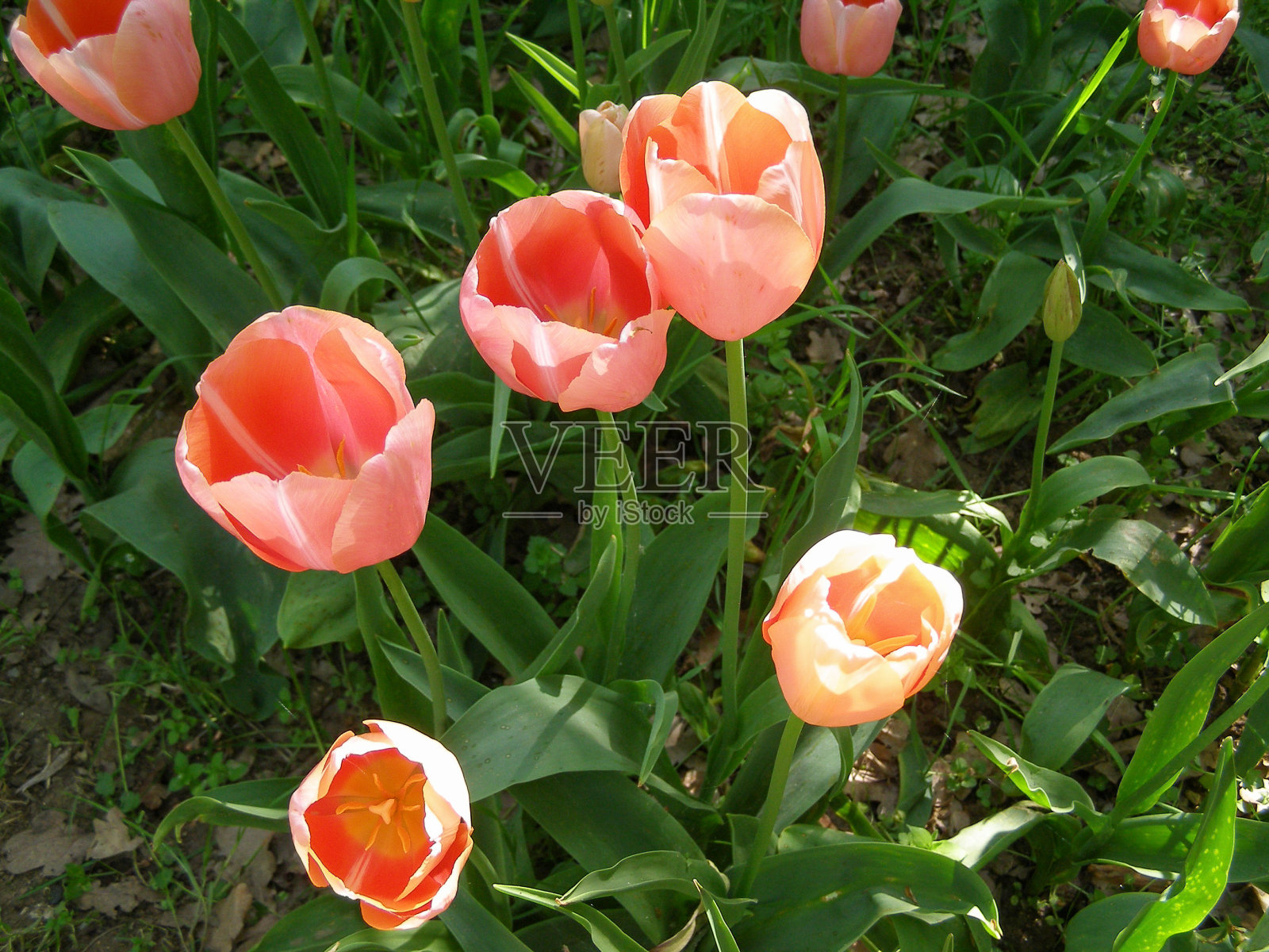 粉色郁金香花照片摄影图片