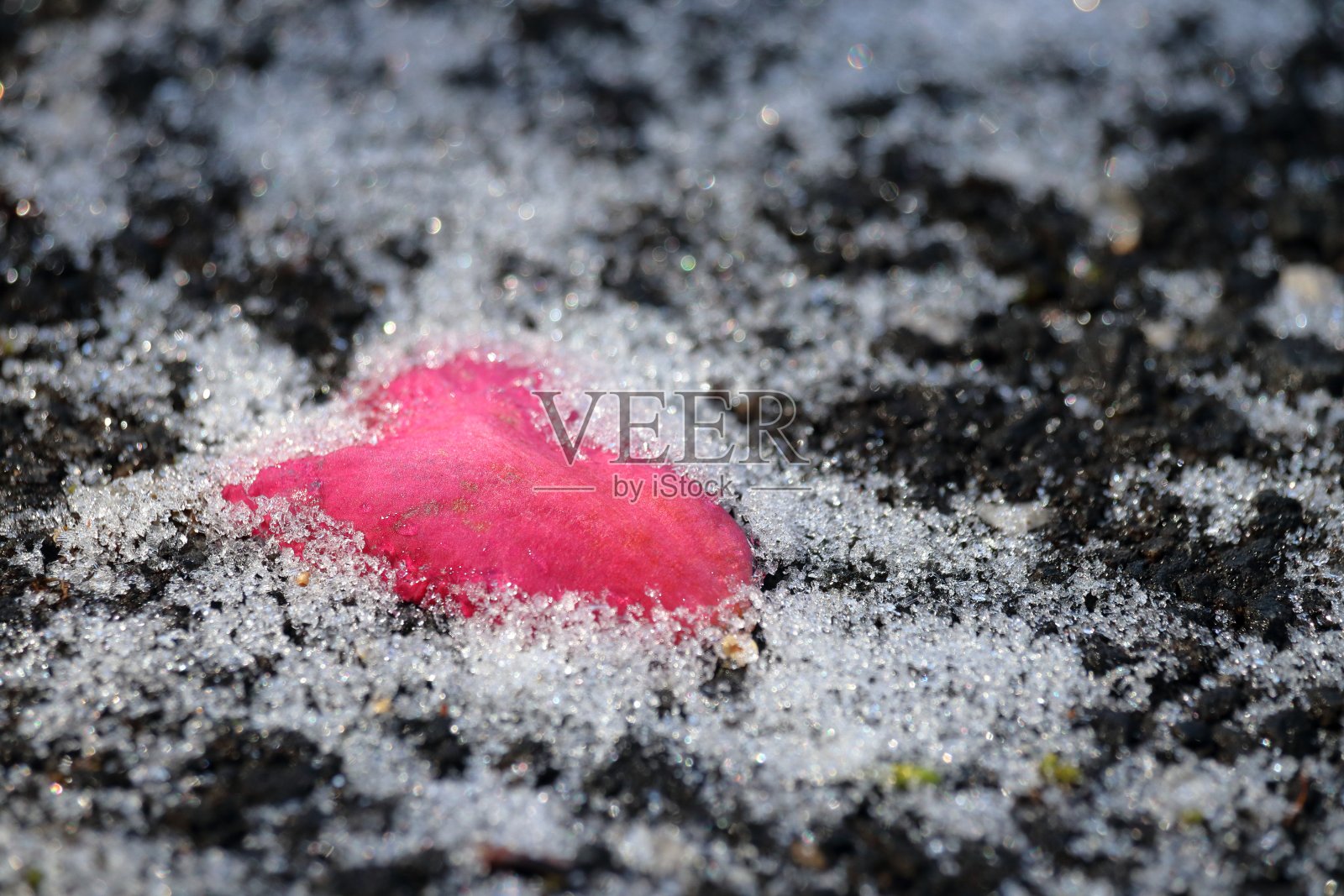 沥青上的花瓣，心的象征，Sasanqua照片摄影图片