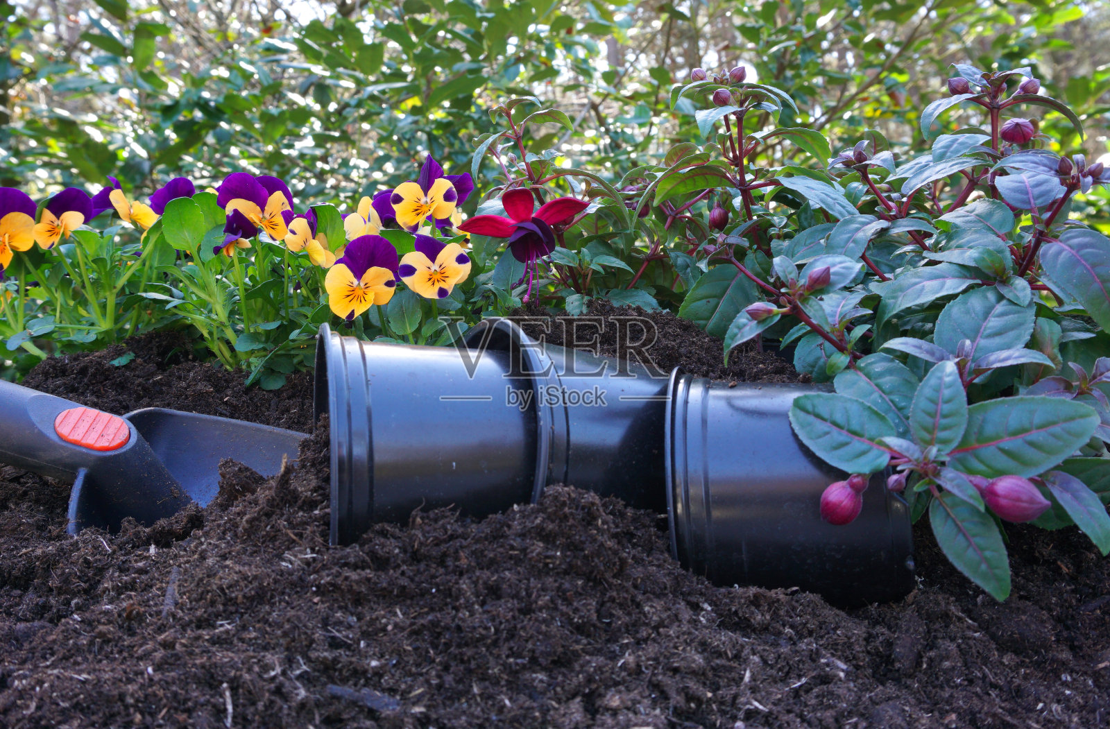 园艺-种植设置的园丁和花盆与三色堇和紫红色。照片摄影图片