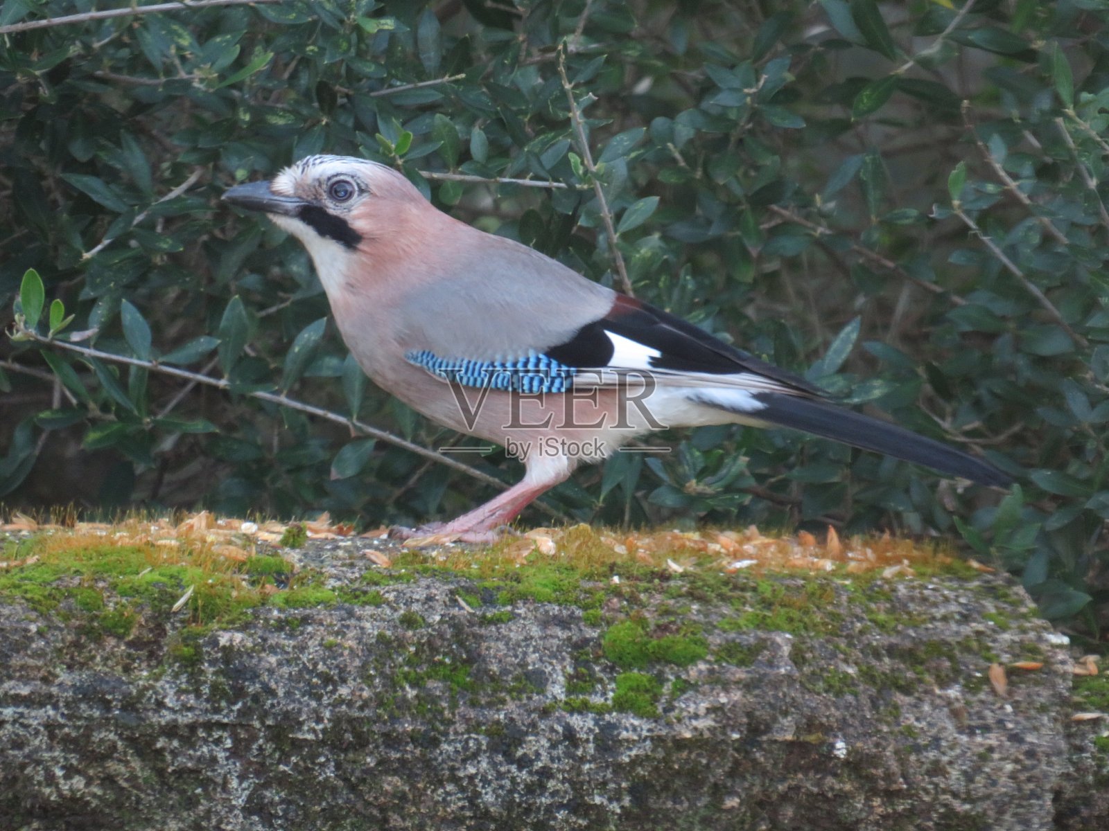 撒丁岛照片摄影图片