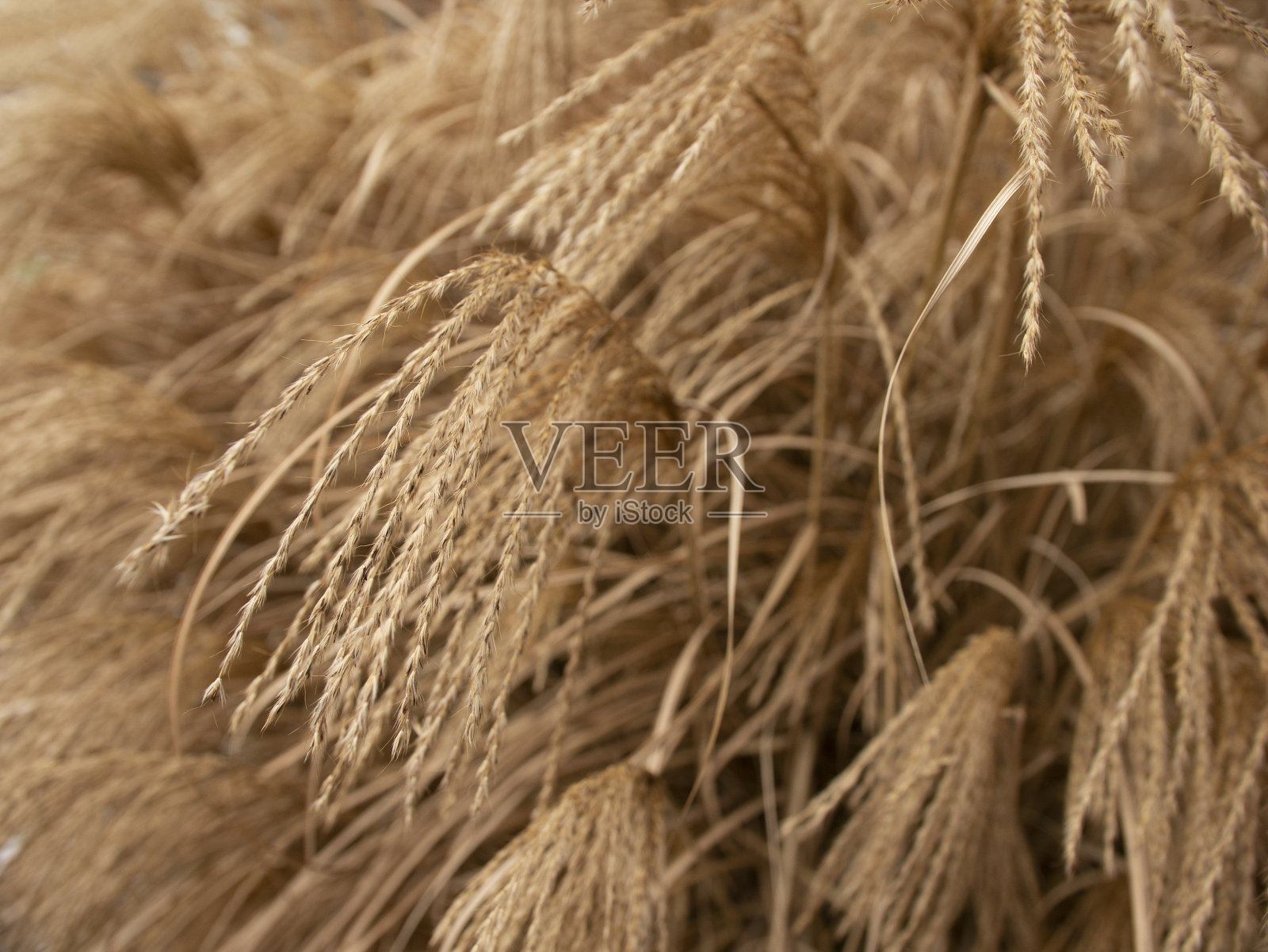 装饰草，秋天的背景形象照片摄影图片