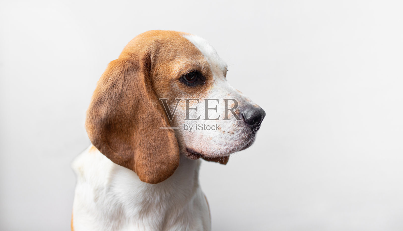 一个可爱的小猎犬在明亮的灰色背景上的肖像。一种小型猎犬。英语三色小猎犬。快乐宠物狗摄影棚拍摄。可爱严肃的成年小猎犬照片摄影图片