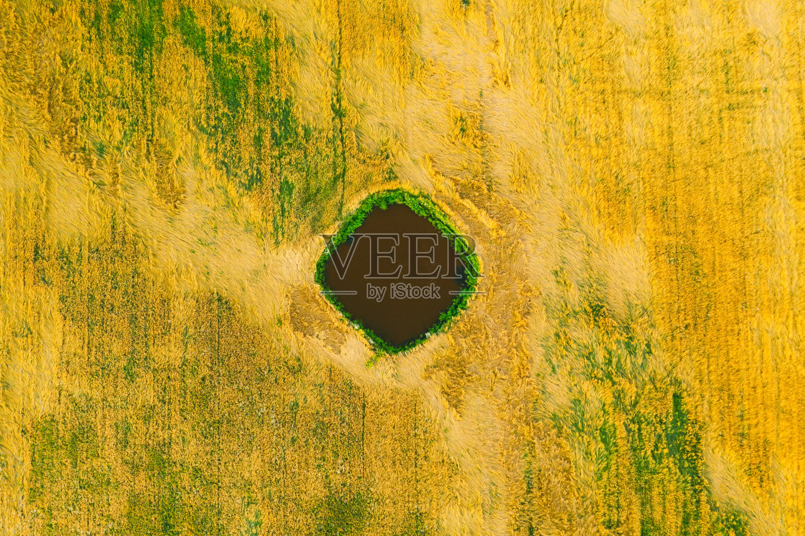 农村夏季人工池塘鸟瞰图。小麦景观照片摄影图片