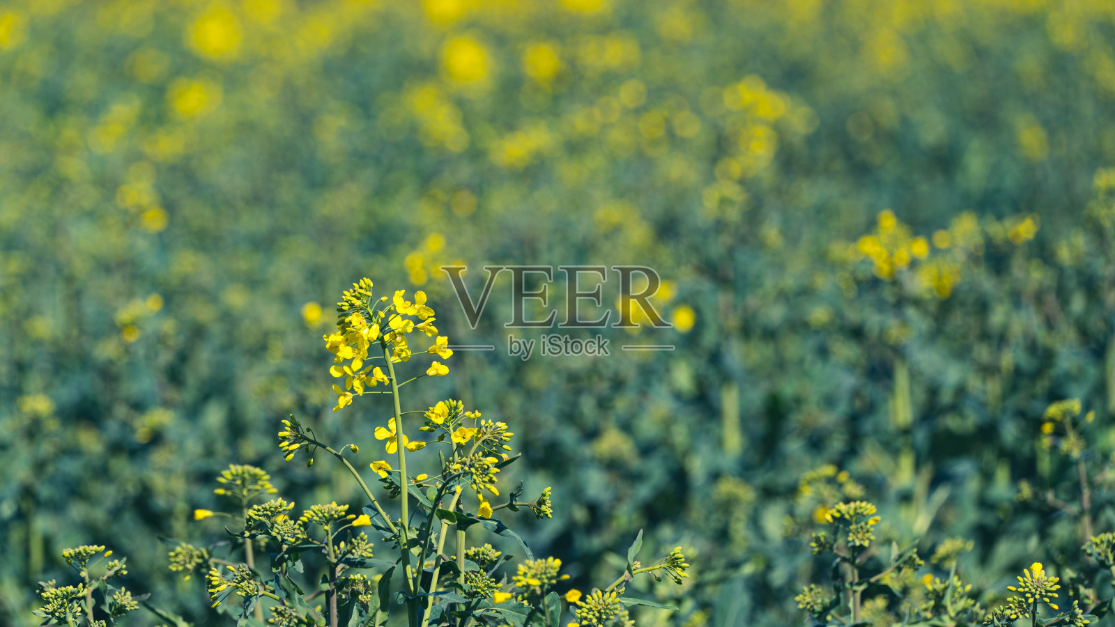 油菜在初季在田里播种照片摄影图片