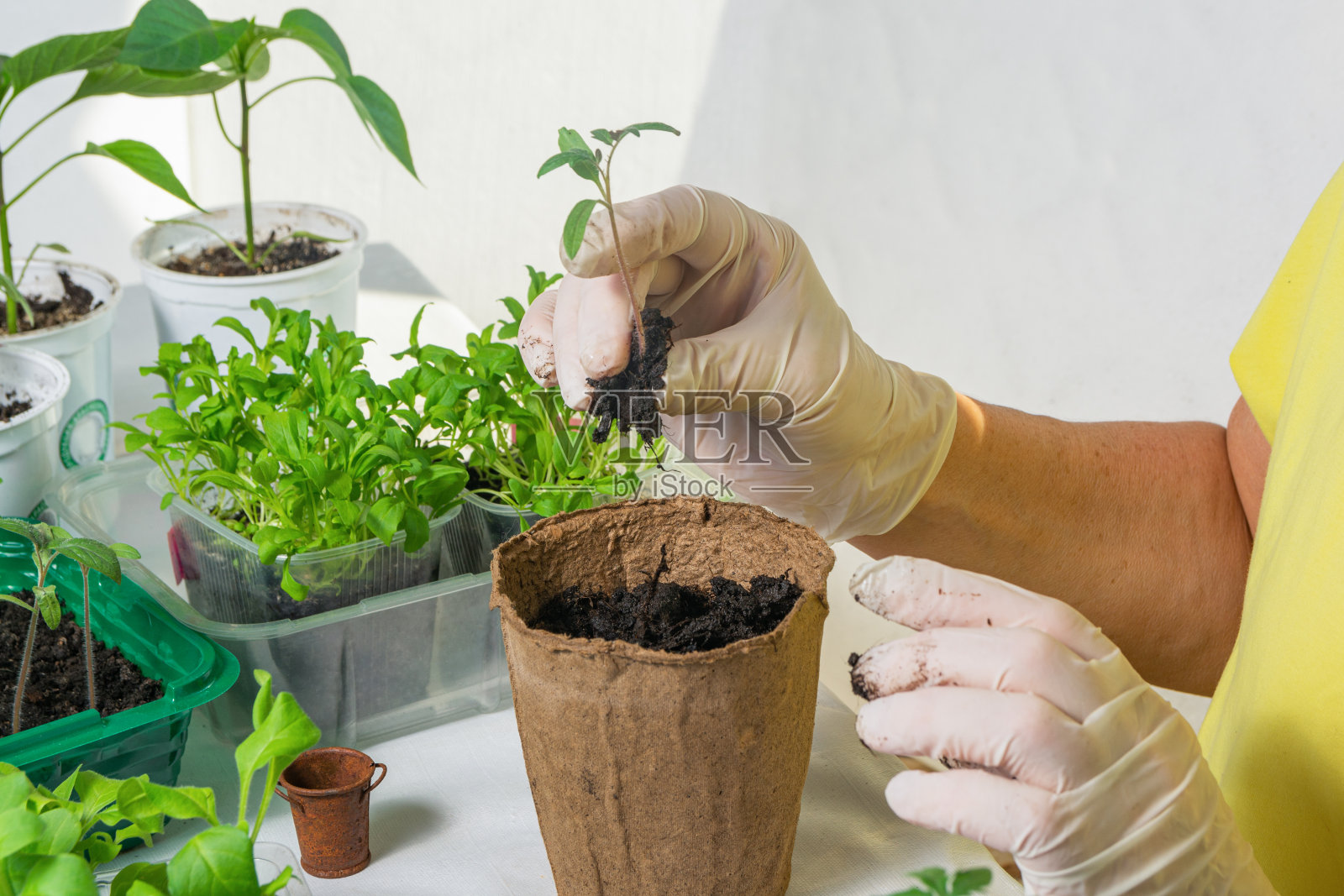 一名妇女正在将番茄幼苗移栽到另一个泥炭盆中照片摄影图片