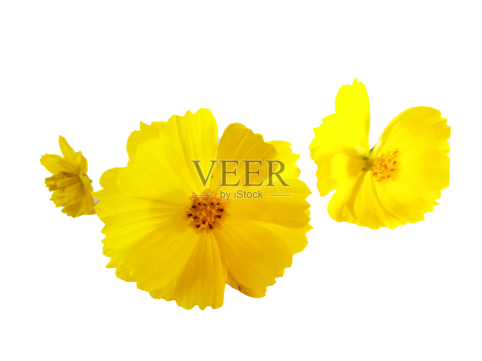 黄色的宇宙花照片摄影图片