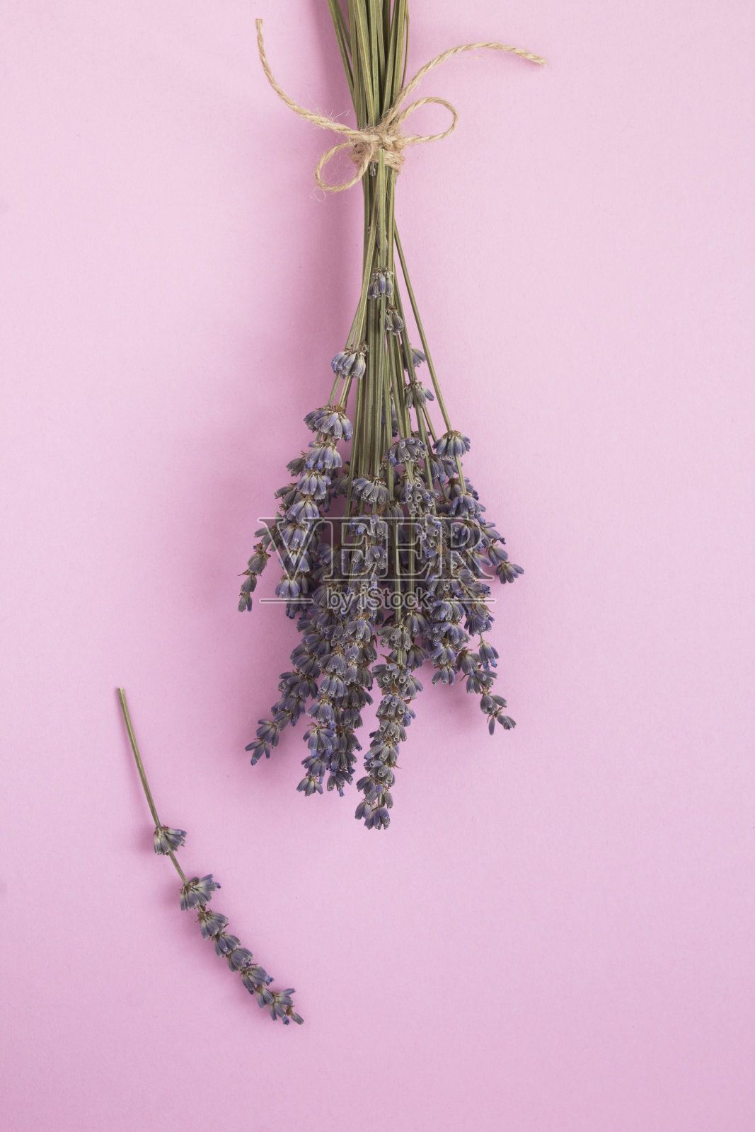 粉红色背景上的干薰衣草花。特写镜头。照片摄影图片