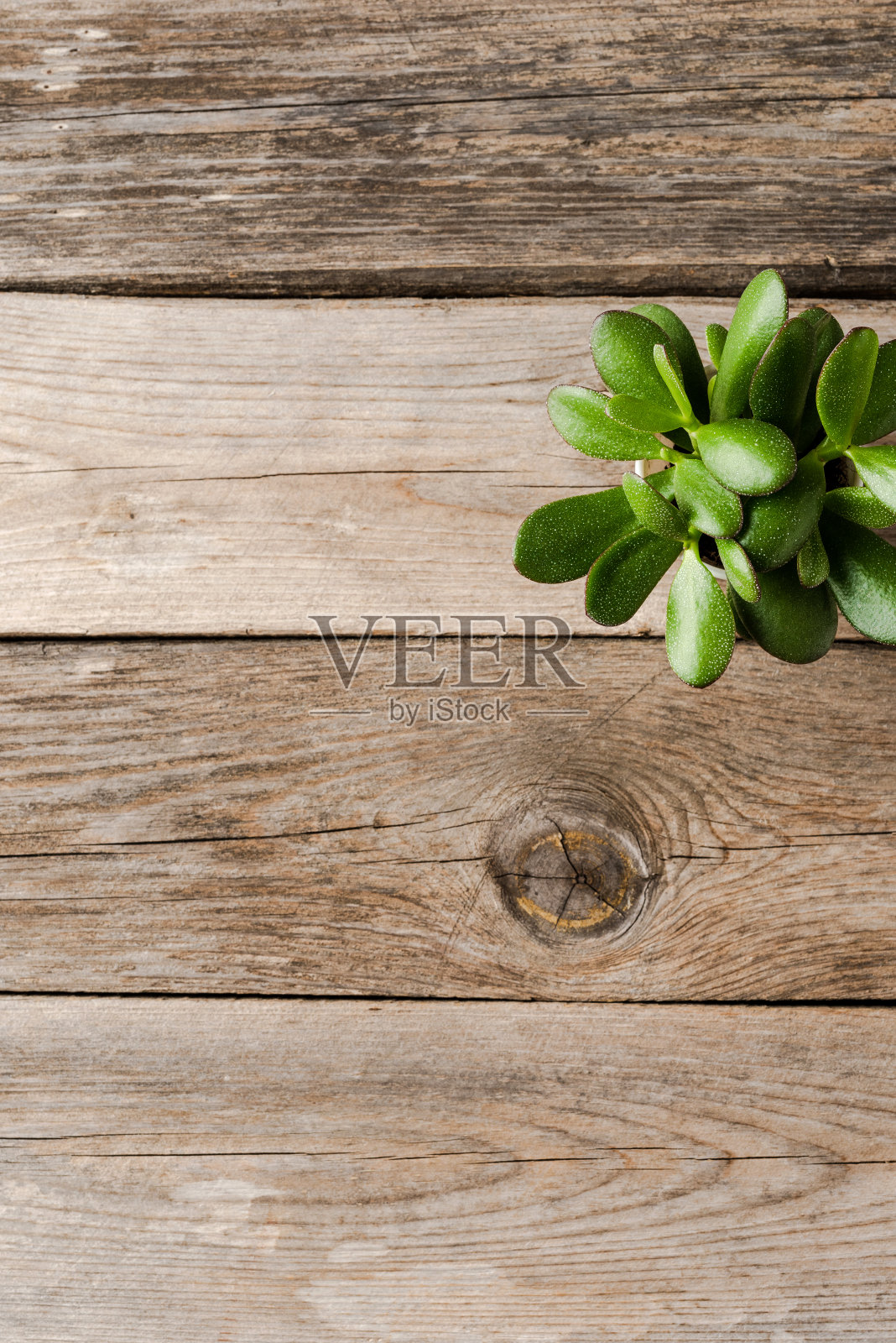 小多肉在木桌上。俯视图照片摄影图片