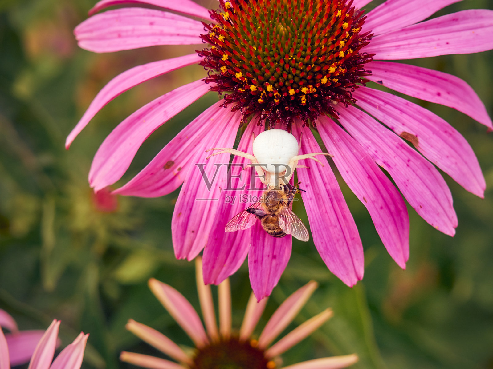 白寡妇蜘蛛捉了一只蜜蜂照片摄影图片