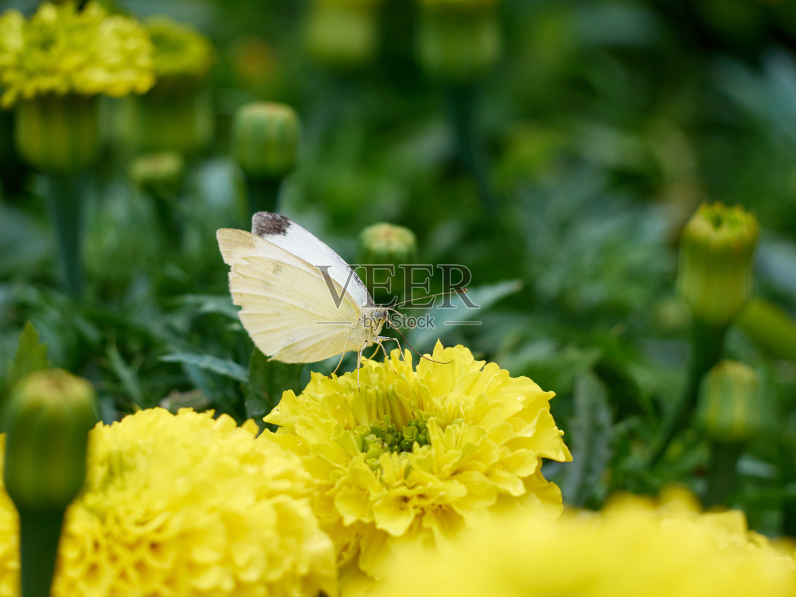 美丽的花的背景。照片摄影图片