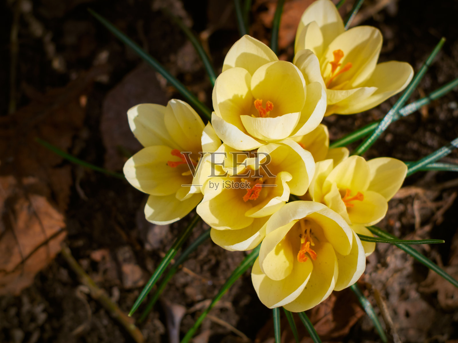 春天的花是自然界的番红花。照片摄影图片