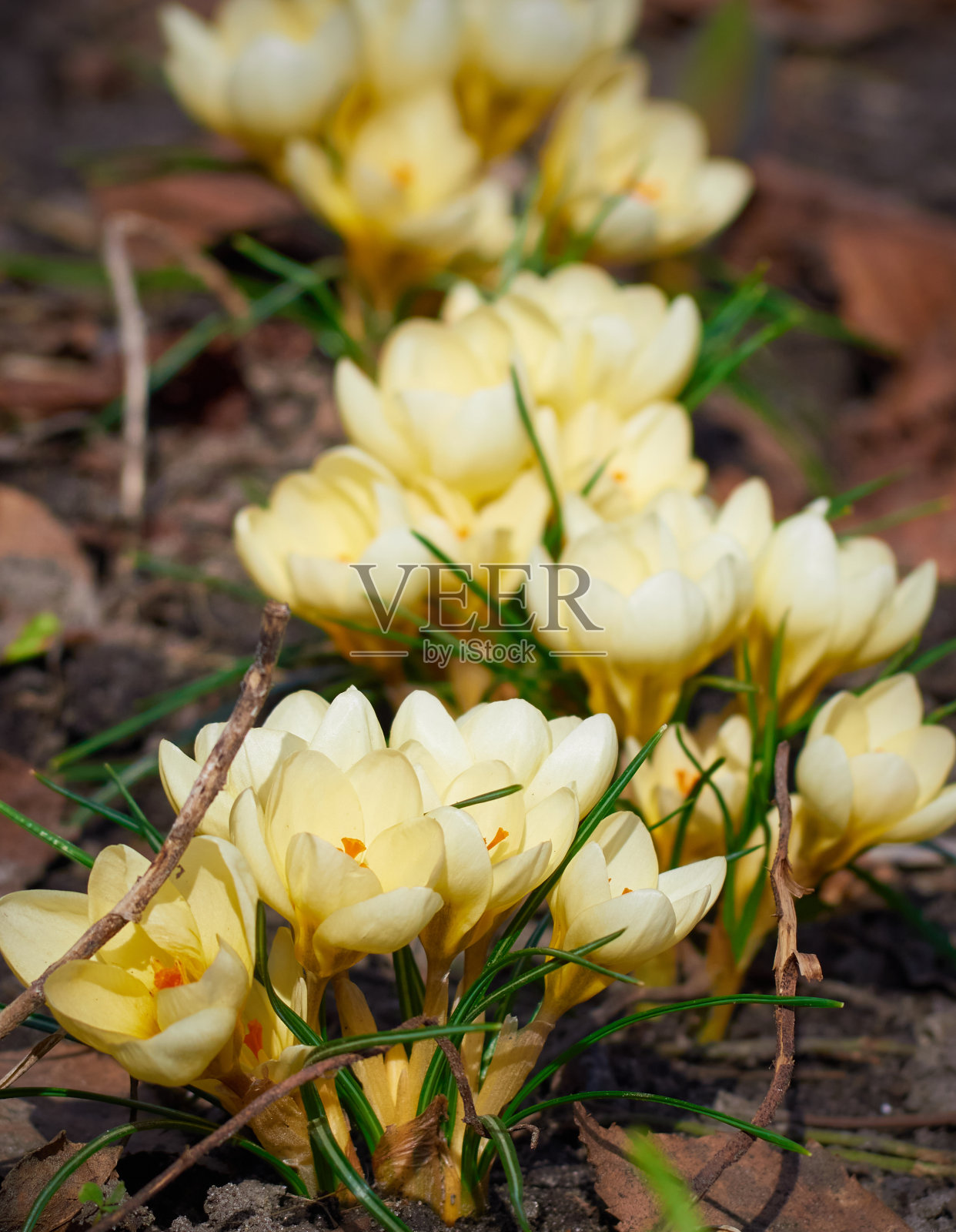 春天的花是自然界的番红花。照片摄影图片