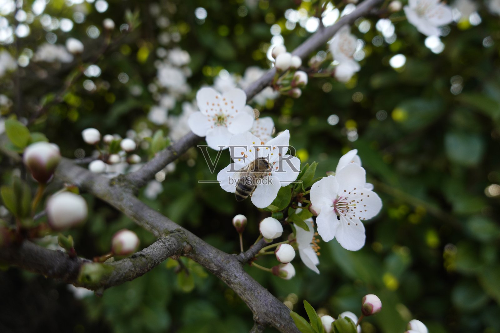 有白花的植物照片摄影图片