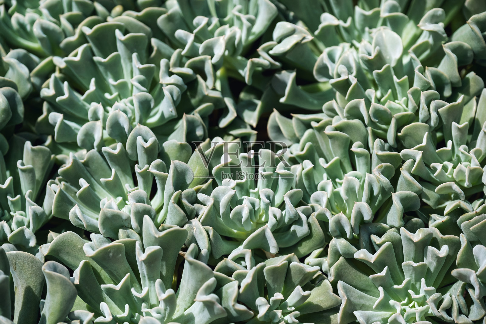 植物园内的云纹月季或倒伏曲柳照片摄影图片