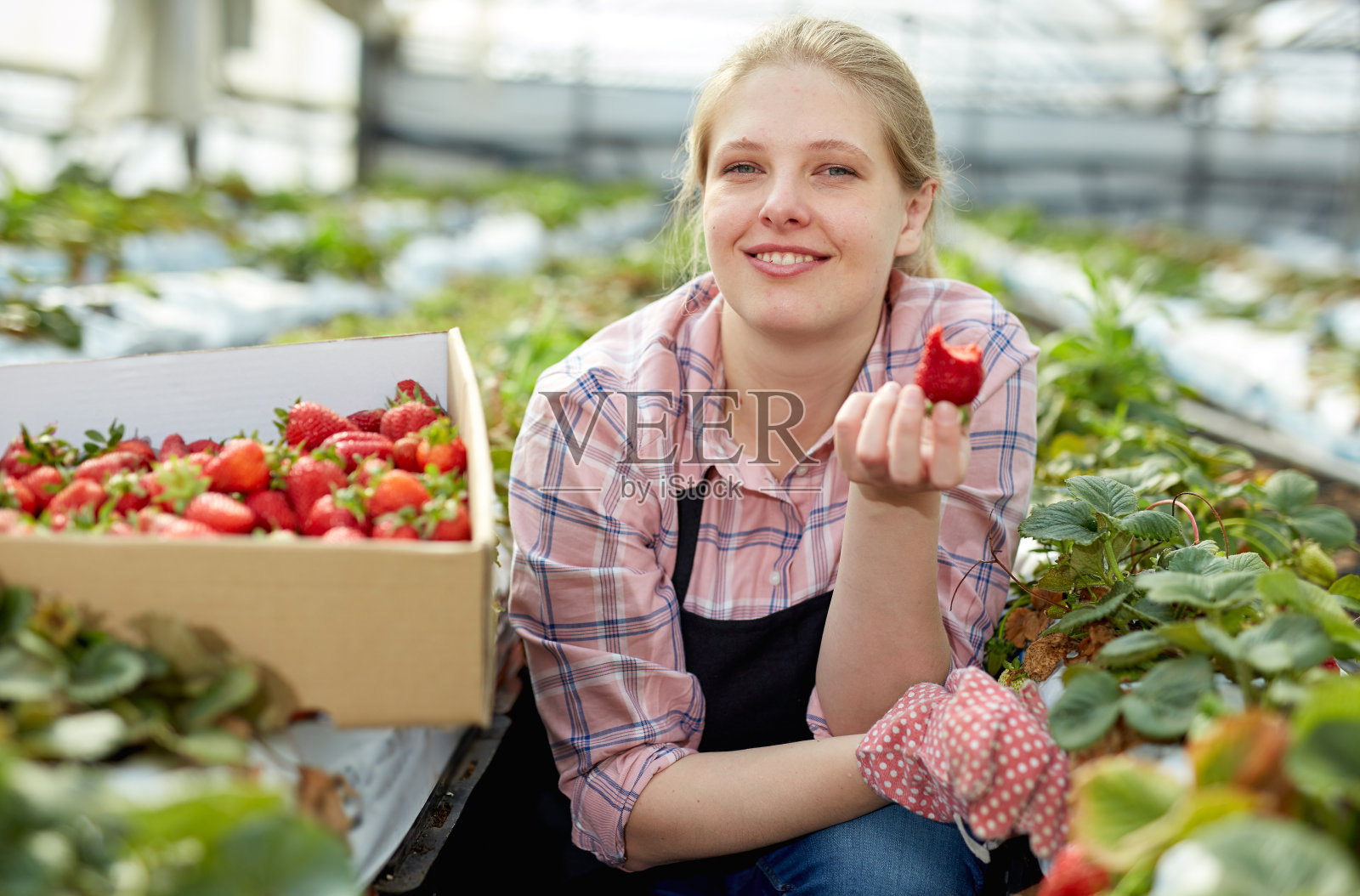 微笑的女园丁在围裙拿着新鲜的草莓照片摄影图片