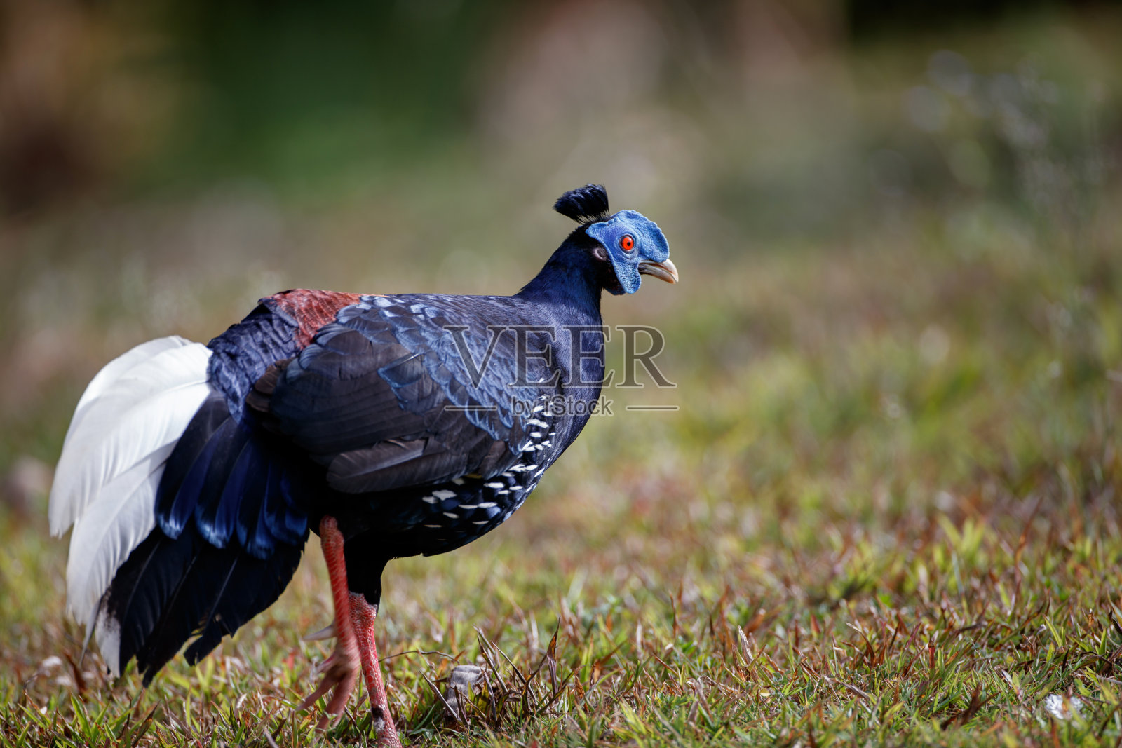 成年雄性凤头鱼(火龙)照片摄影图片