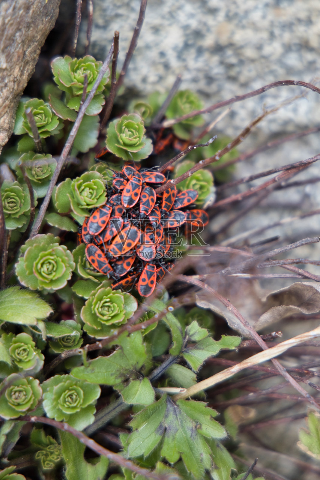 绿叶上有一群火虫照片摄影图片