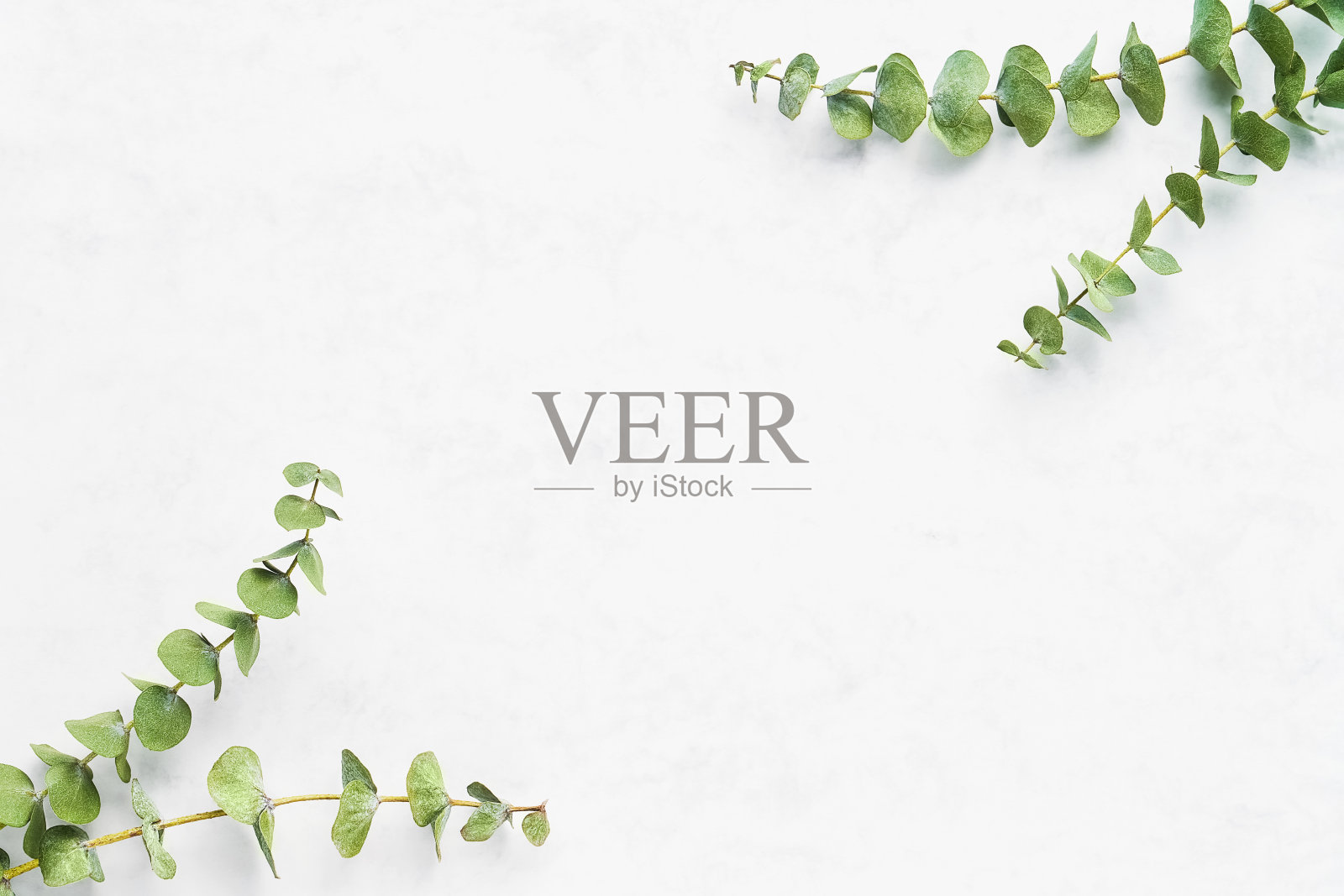 桉树的树枝长在白色的背景上。水疗中心的概念。平铺，拷贝空间照片摄影图片