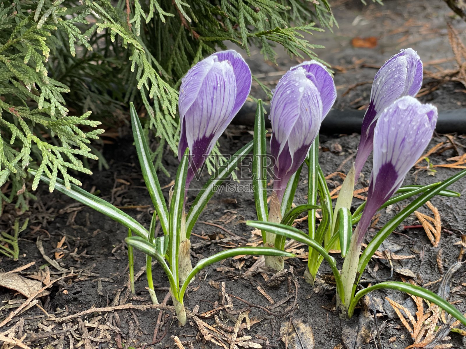 雨后春花紫番红花照片摄影图片