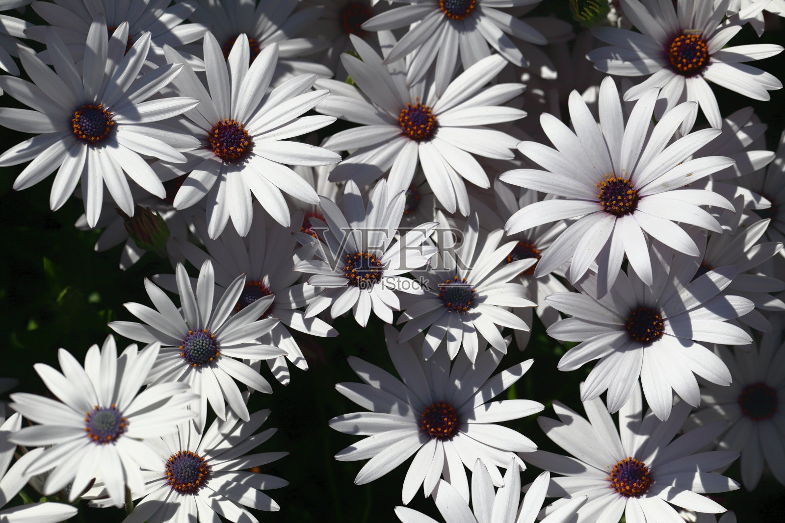 雏菊白色Gazania特写花拷贝空间照片摄影图片