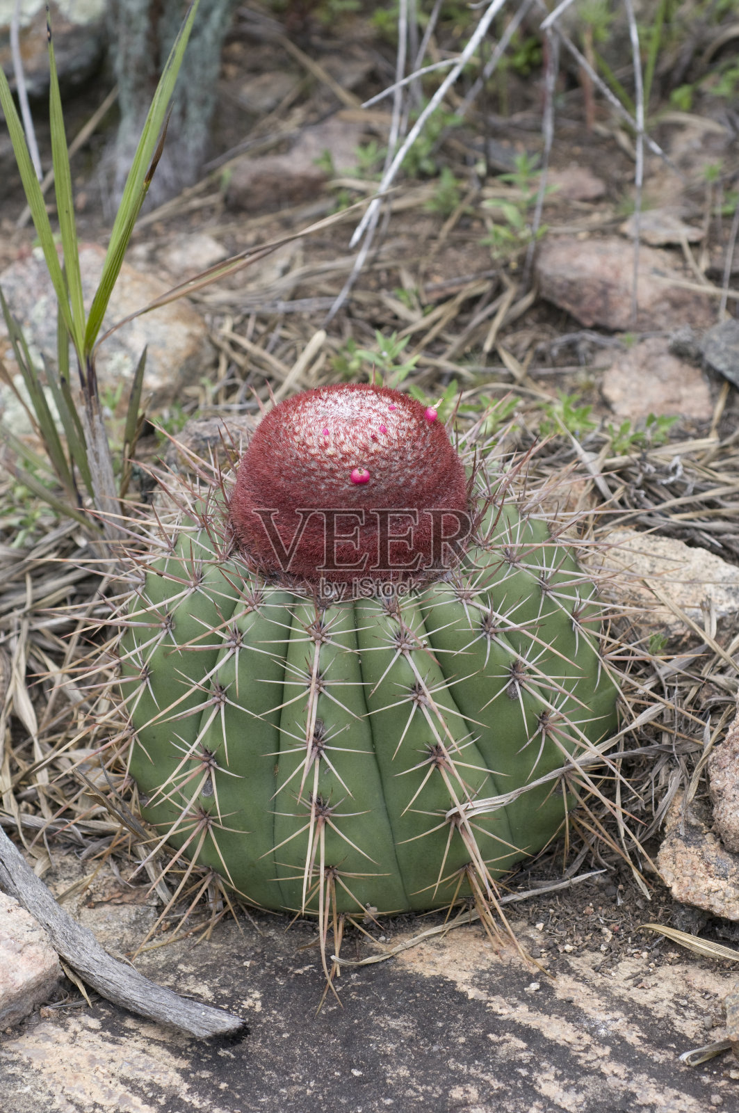 土耳其人的帽子仙人掌照片摄影图片