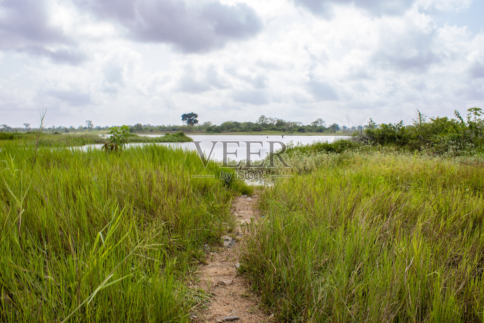 低，广角照片的路径通过草地附近的池塘照片摄影图片