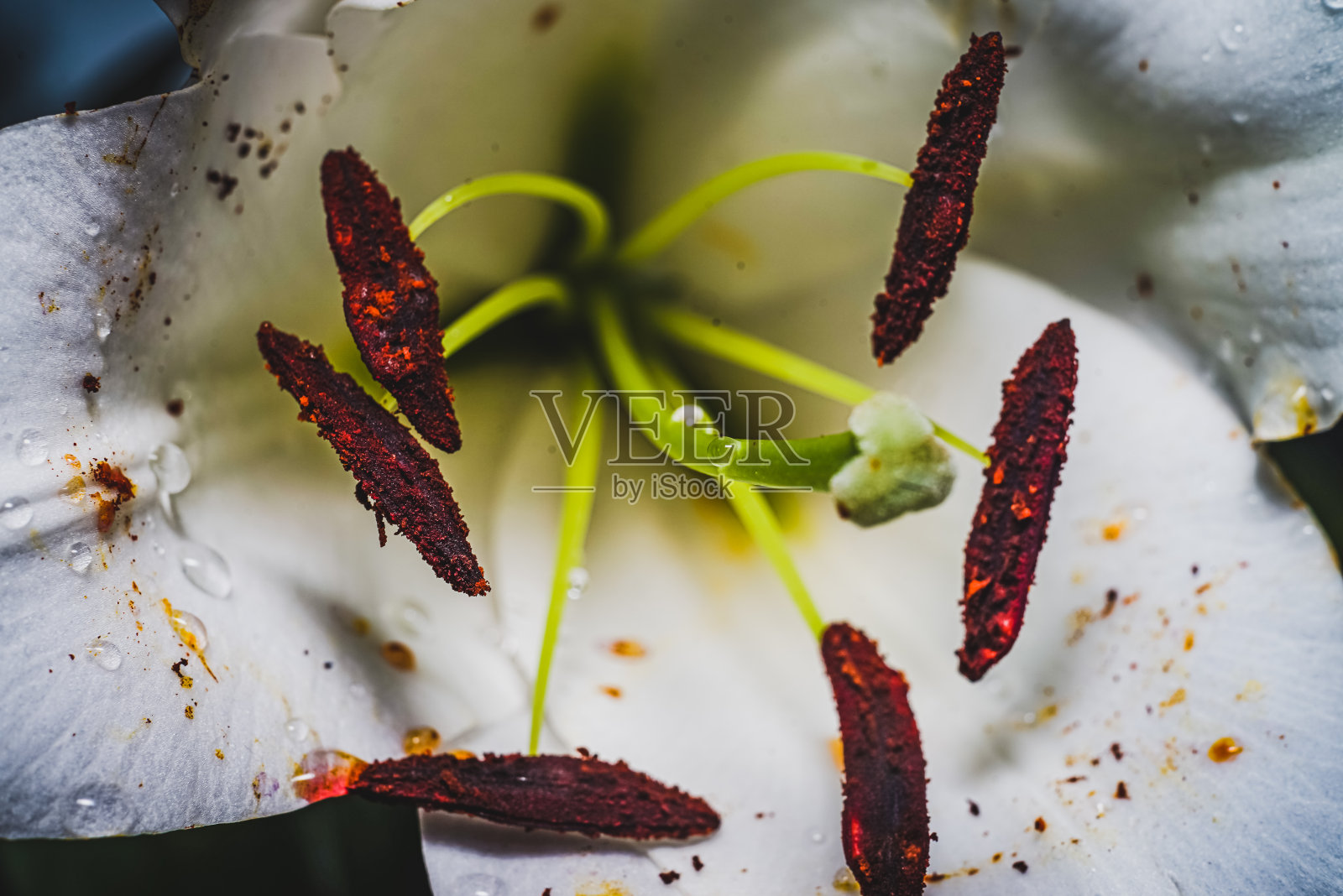 宏莉莉照片摄影图片