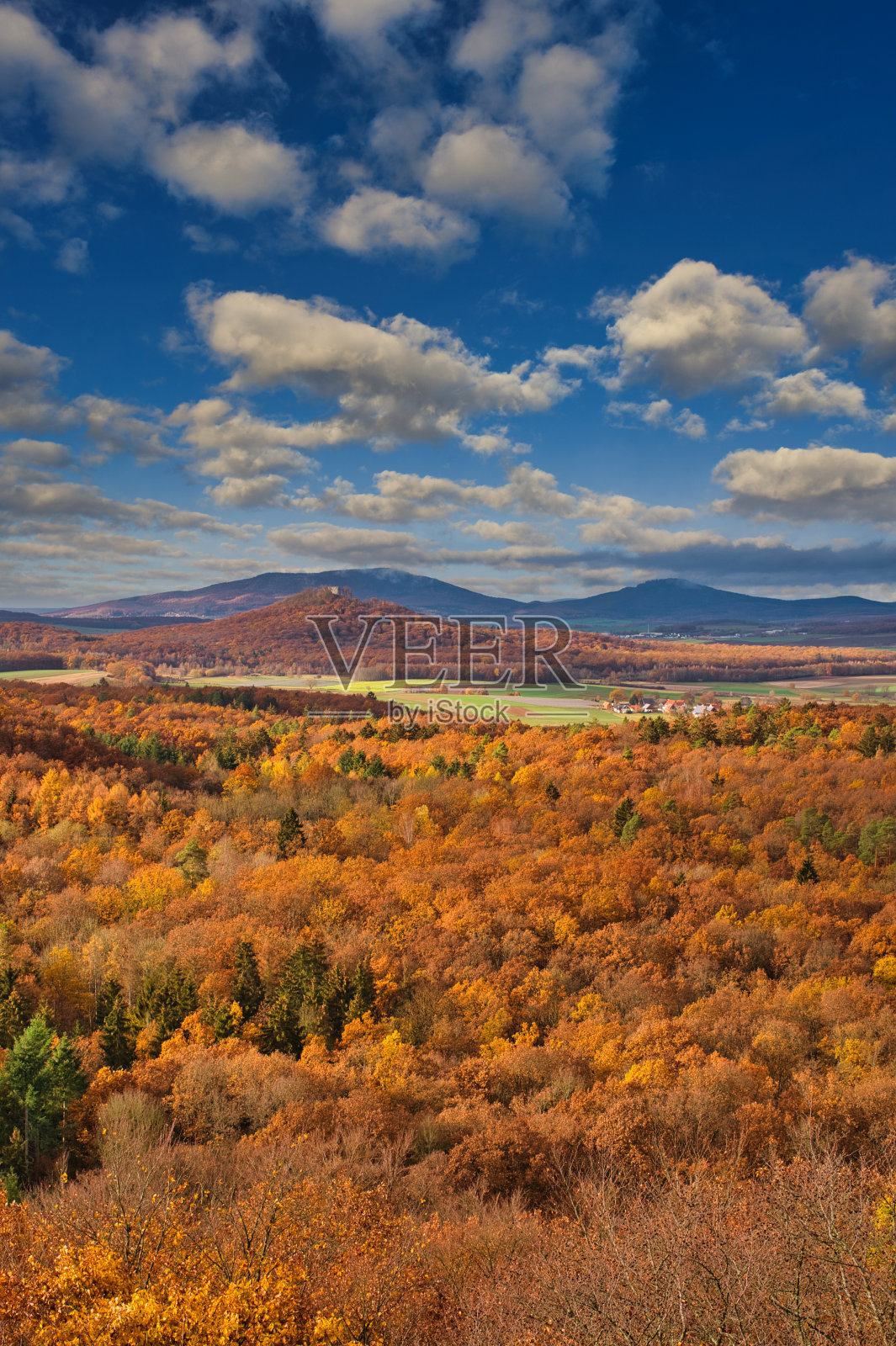 秋天的森林照片摄影图片