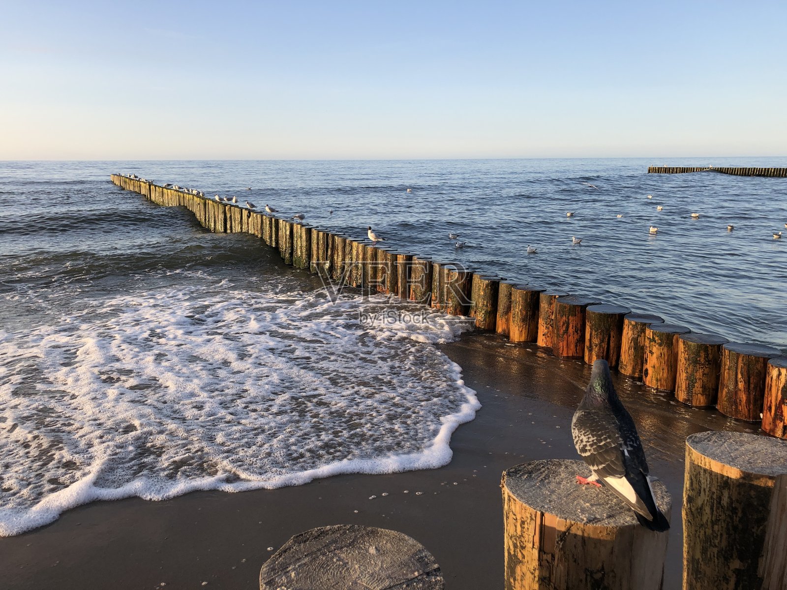 鸽子和海鸥坐在防波堤上照片摄影图片