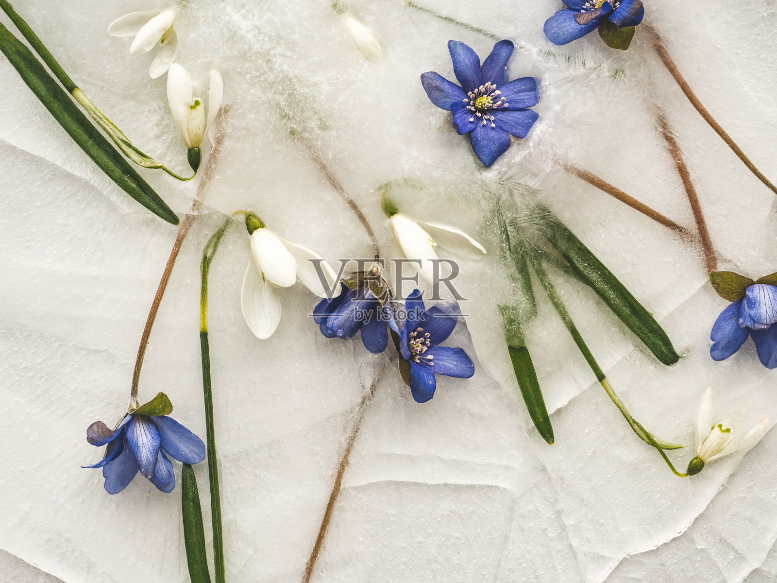 鲜艳的花朵躺在冰上。特写,没有人照片摄影图片