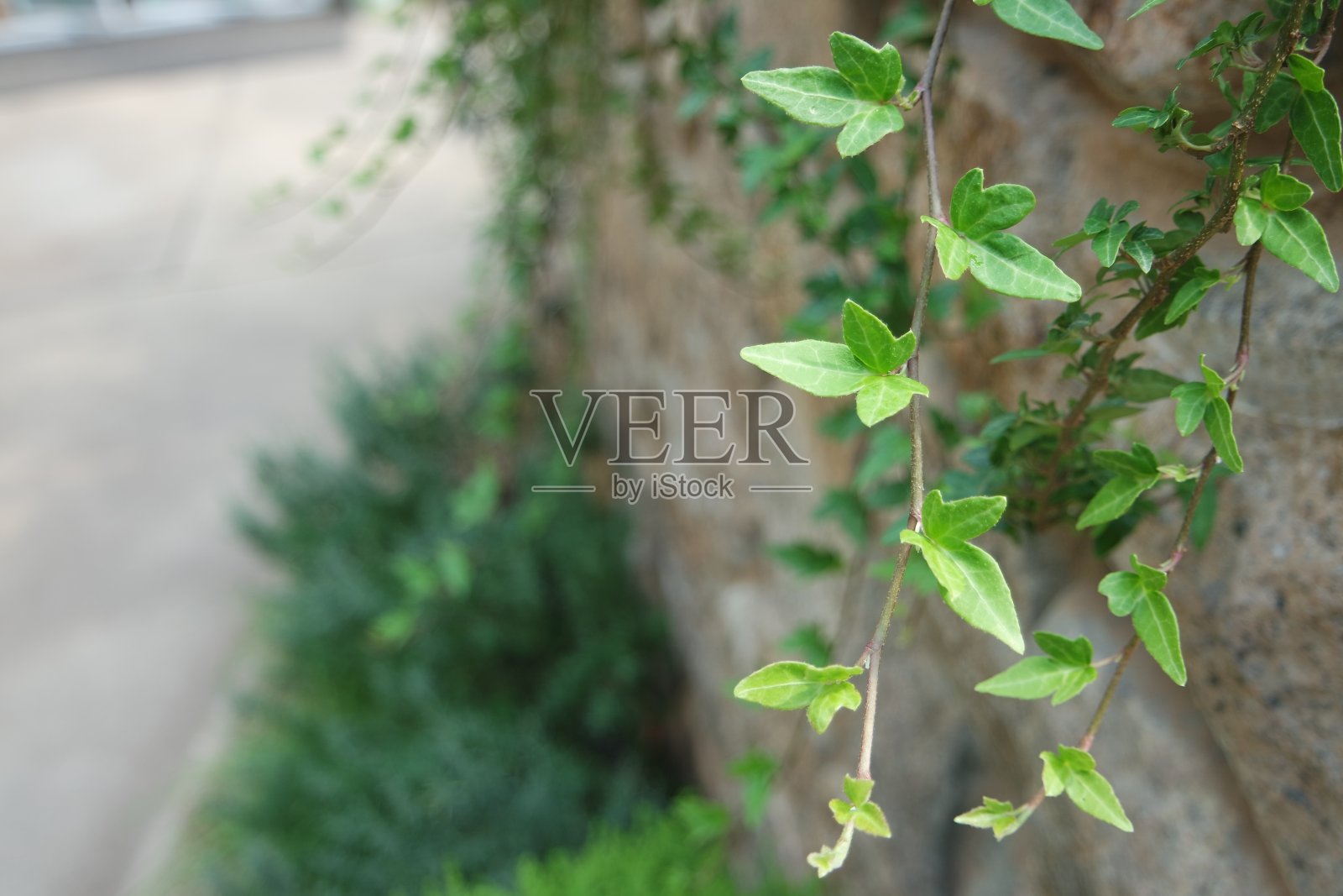 石墙上的绿色常青藤照片摄影图片