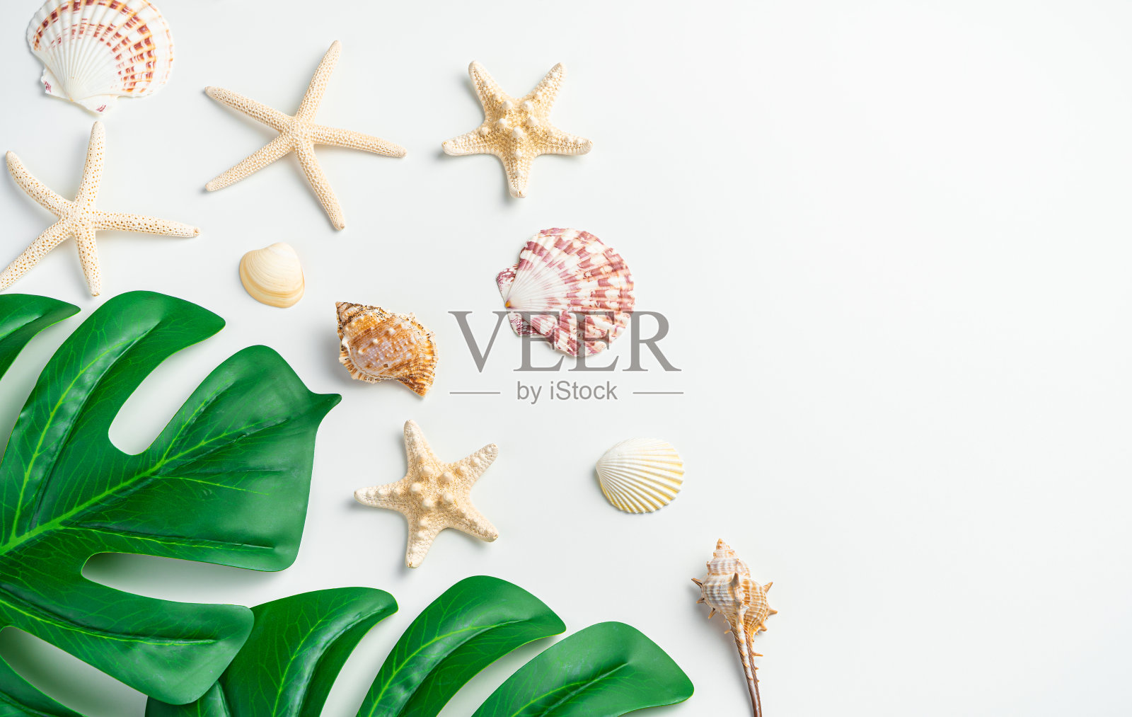 背景与贝壳，海星和热带怪物植物的叶子在一个较轻的背景照片摄影图片