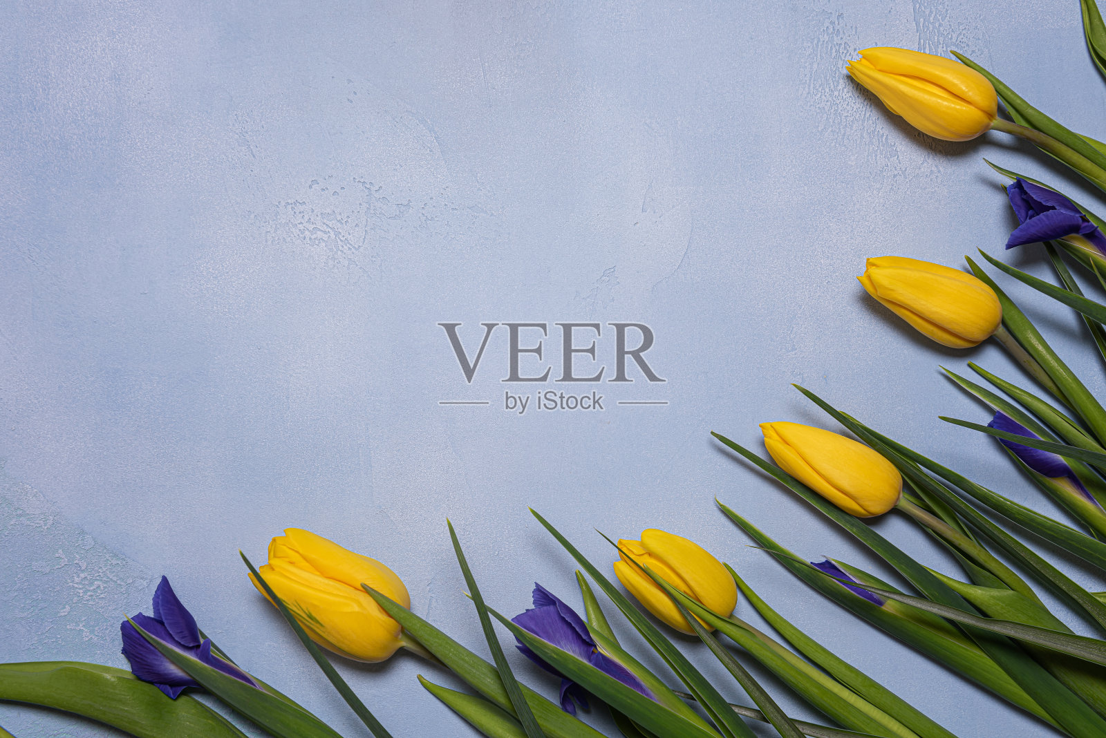 黄色的郁金香和蓝色的鸢尾花与蓝色混凝土上的复制空间相框照片摄影图片