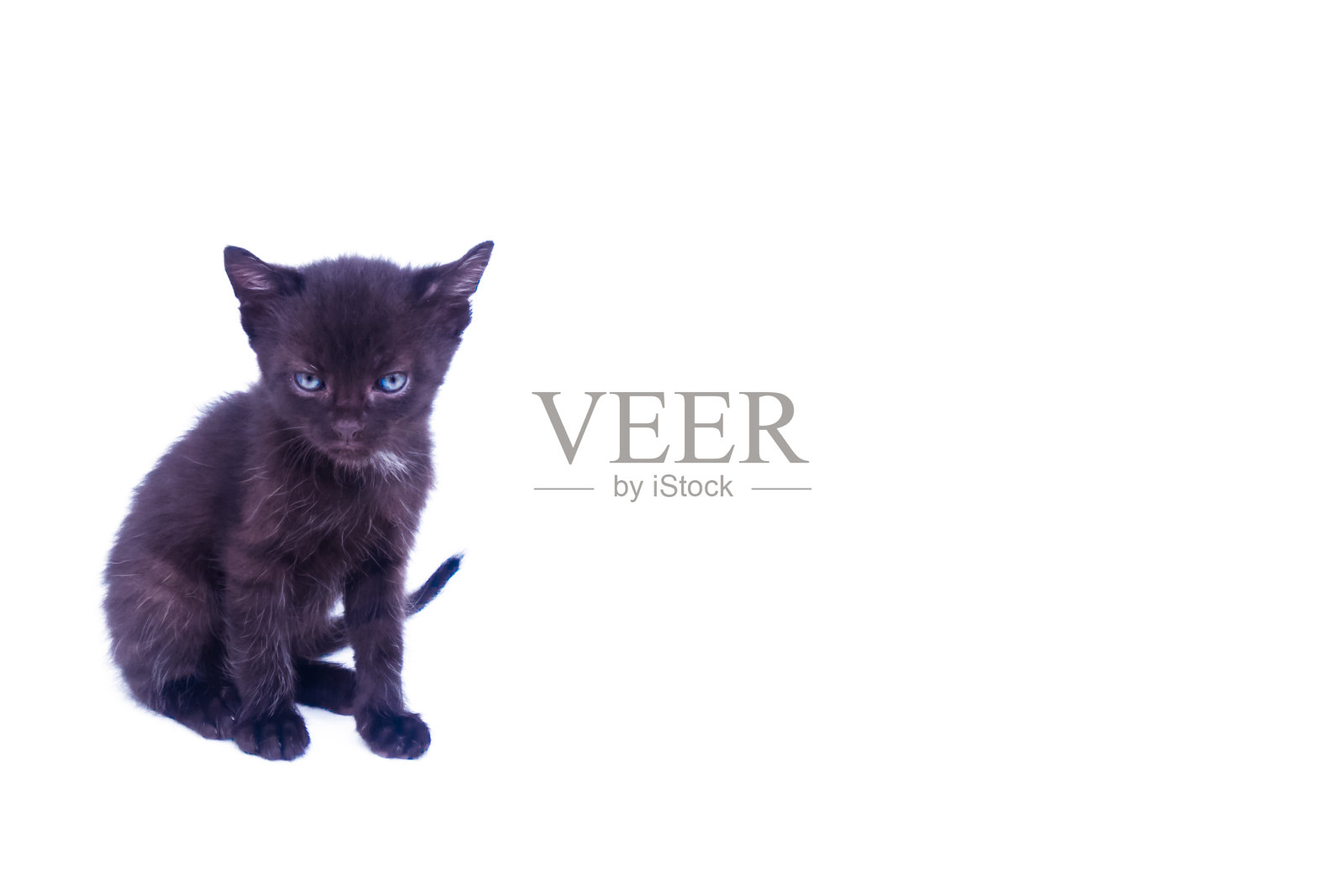 可爱的宠物猫照片摄影图片