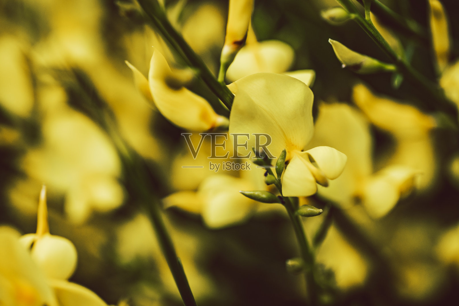 春天的色彩照片摄影图片