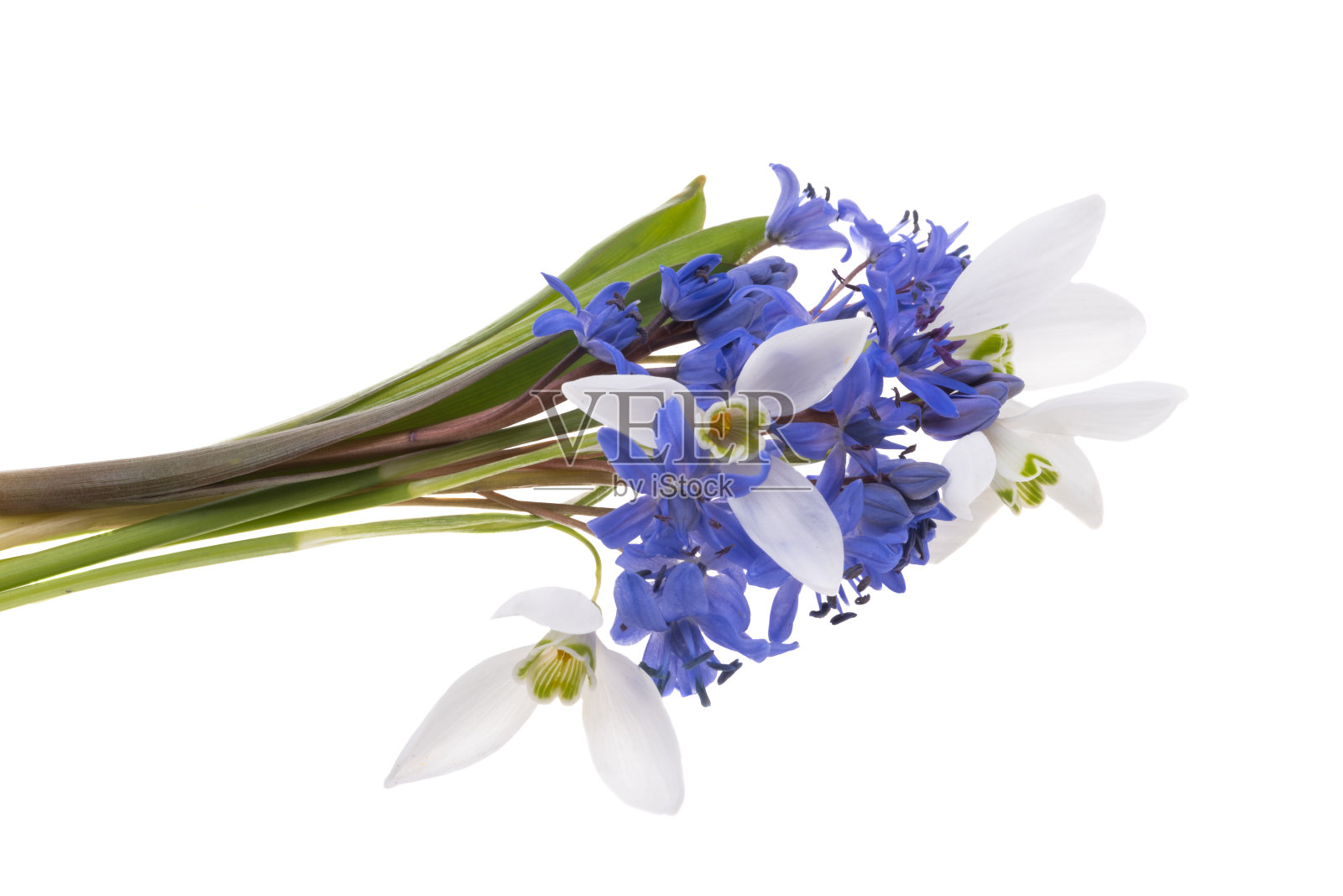 初春花束孤立开来照片摄影图片