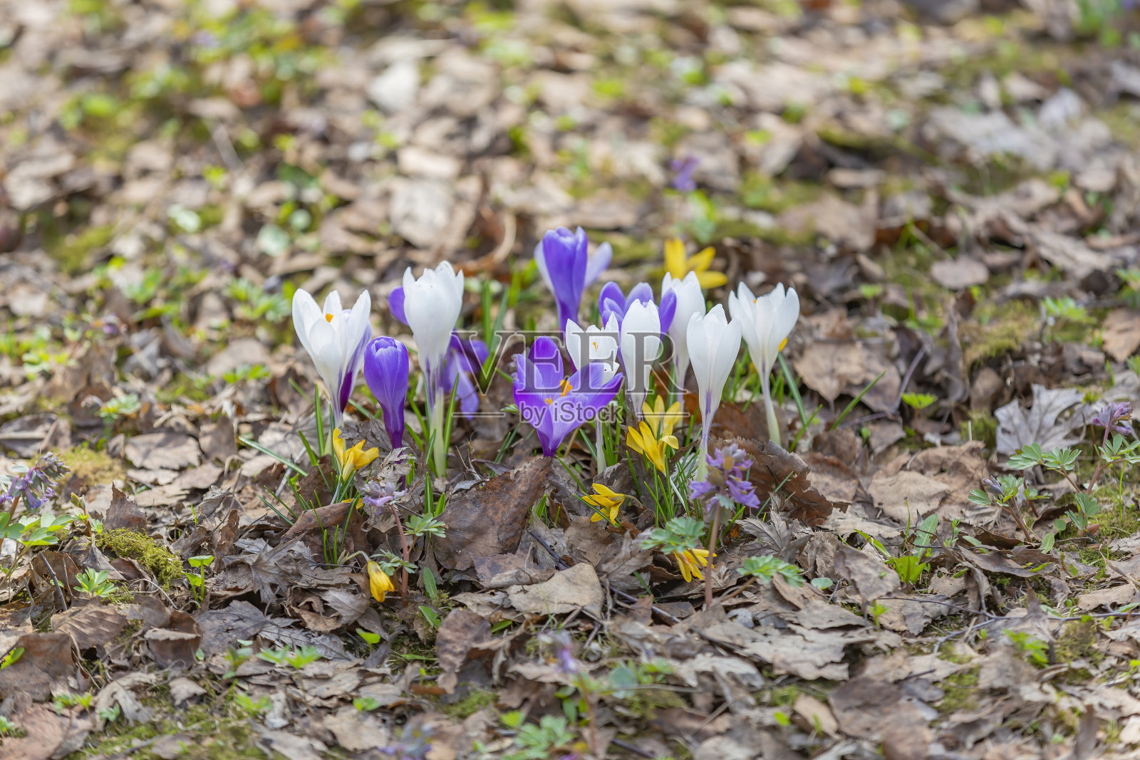 早春的时候，花园里开了一朵鲜艳的花照片摄影图片