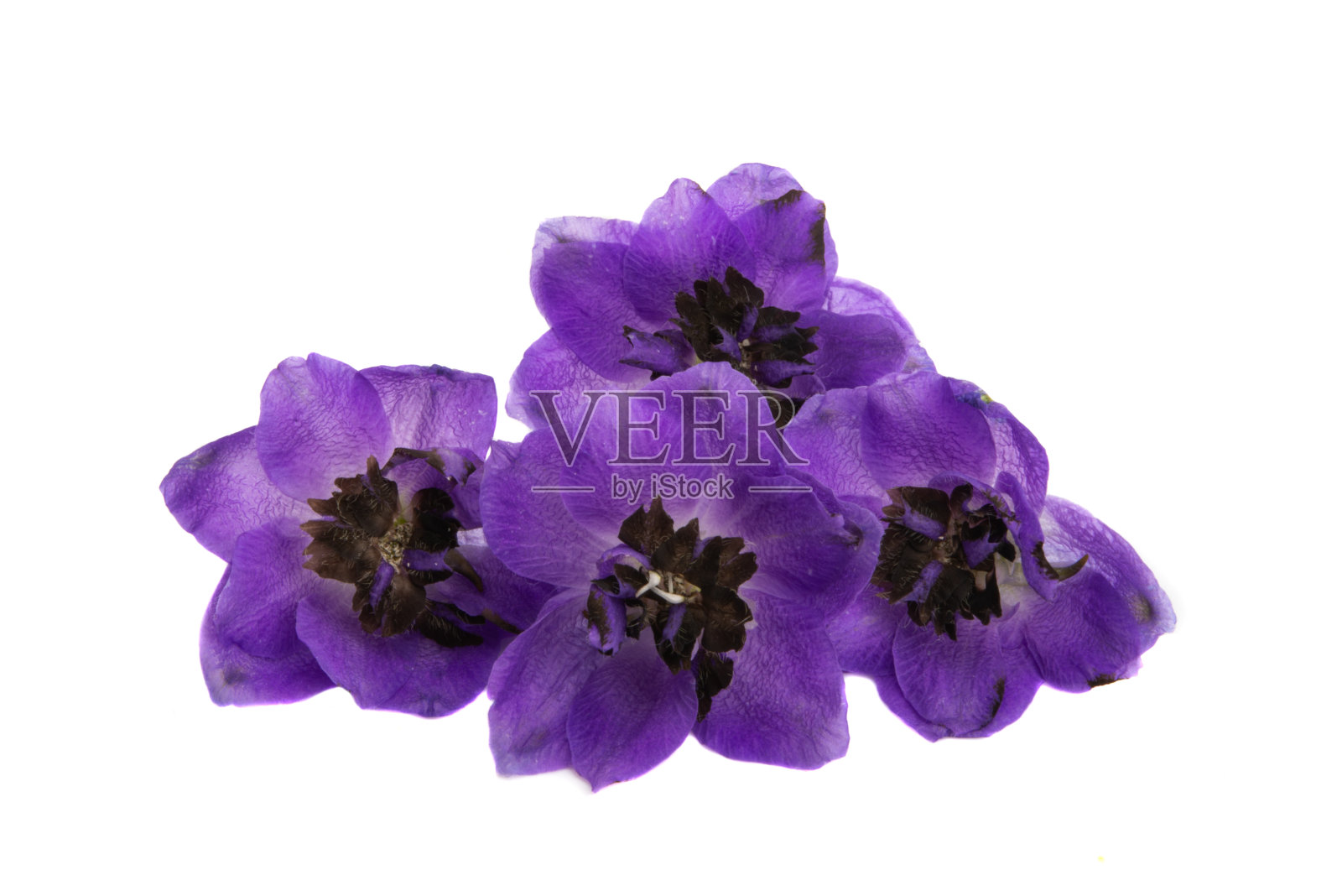 飞燕草花孤立照片摄影图片