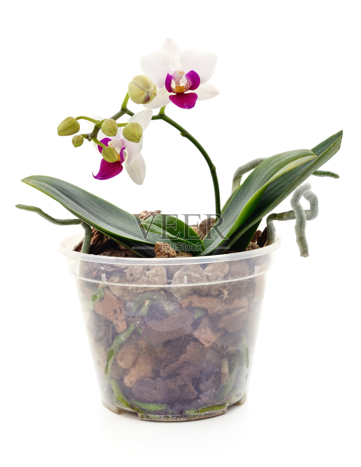 白色兰花花朵。照片摄影图片